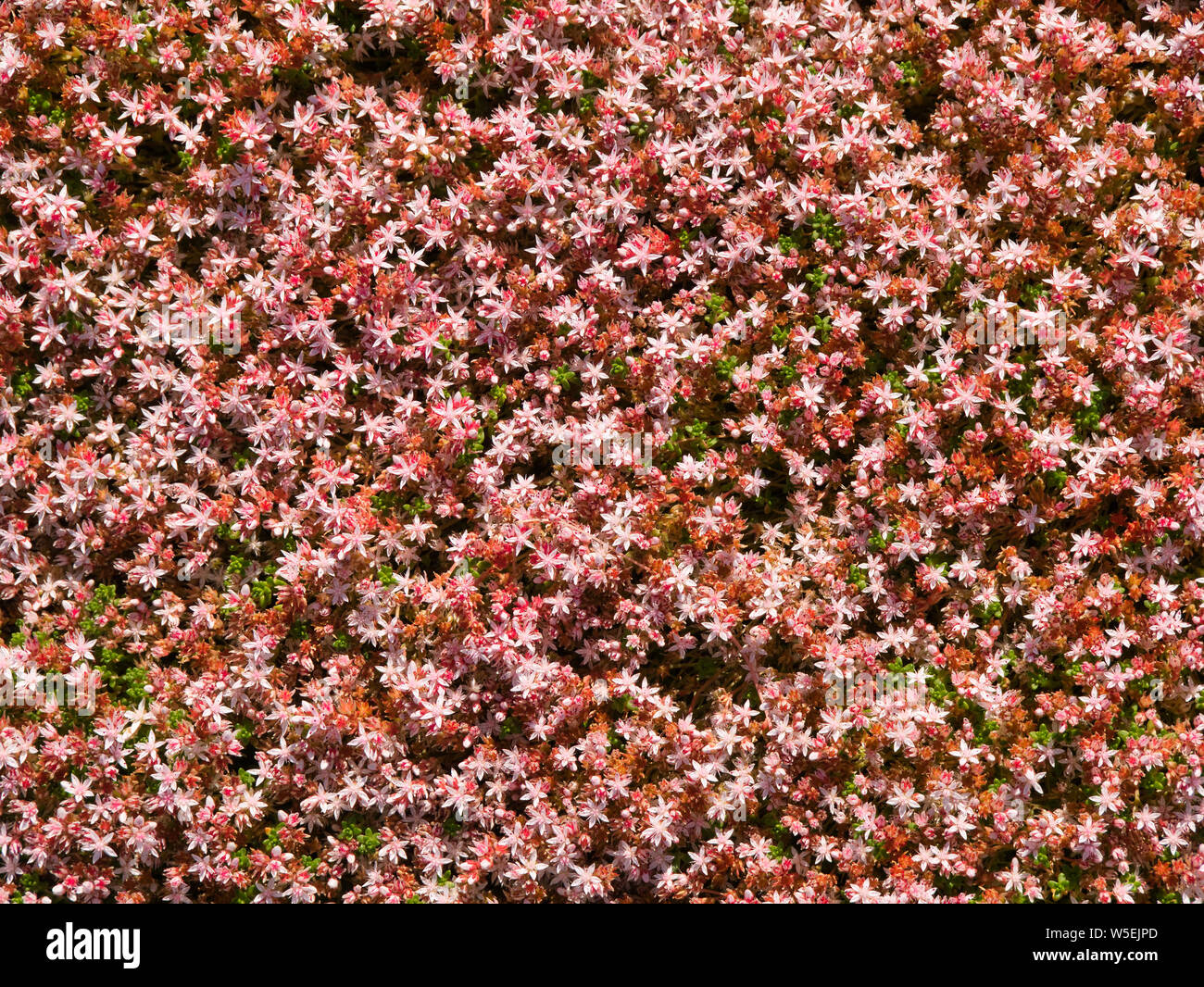 Englisch Fetthenne (sedum anglicum) Blumen auf dem Wales Küste auf der Halbinsel Llyn, Gwynedd, Wales, Großbritannien Stockfoto