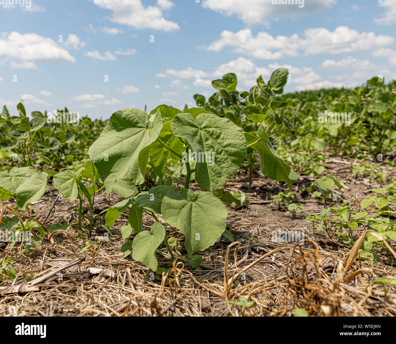 Schaltfläche "Unkraut wächst zwischen den Reihen von sojabohne Bauernhof Feld Stockfoto