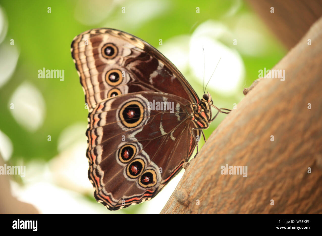 Morpho Butterfly mit geschlossenen Flügeln auf einem Baum gehockt Stockfoto