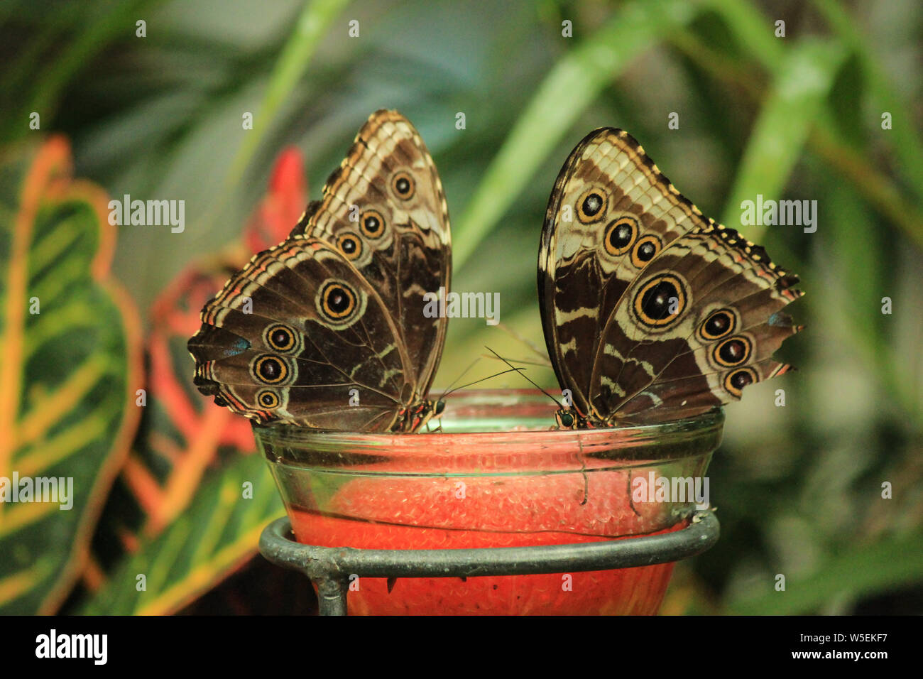 Paar blaue Morpho Schmetterlinge (Morpho didius) Stockfoto