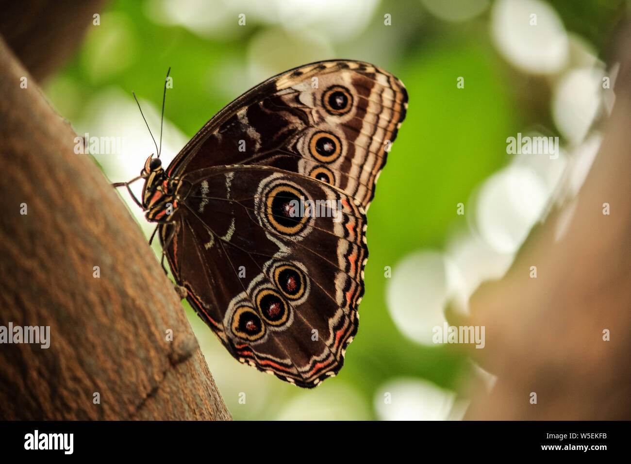 Morpho Schmetterling (Morpho didius) mit geschlossenen Flügeln auf einem Baum gehockt Stockfoto