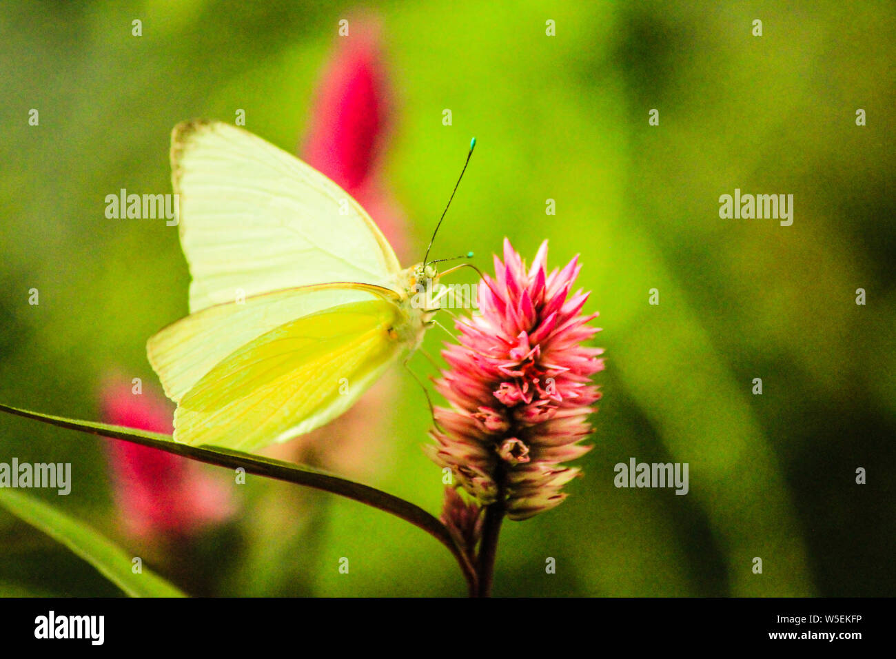 Getrübt Schwefel Schmetterling Fütterung auf Wildflower Stockfoto