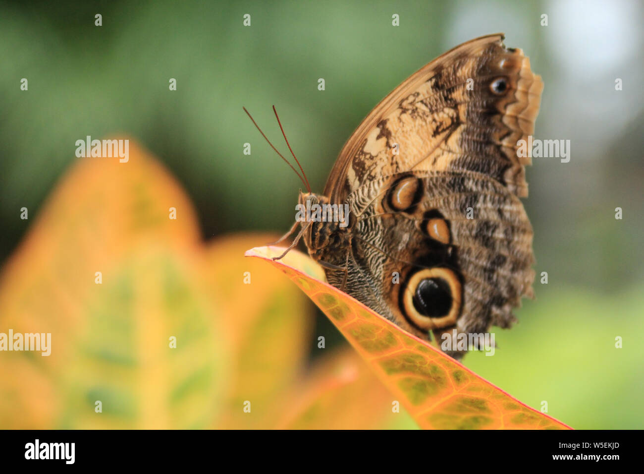 Isolierte Caligo eurilochus Riesen Eule Schmetterling Stockfoto