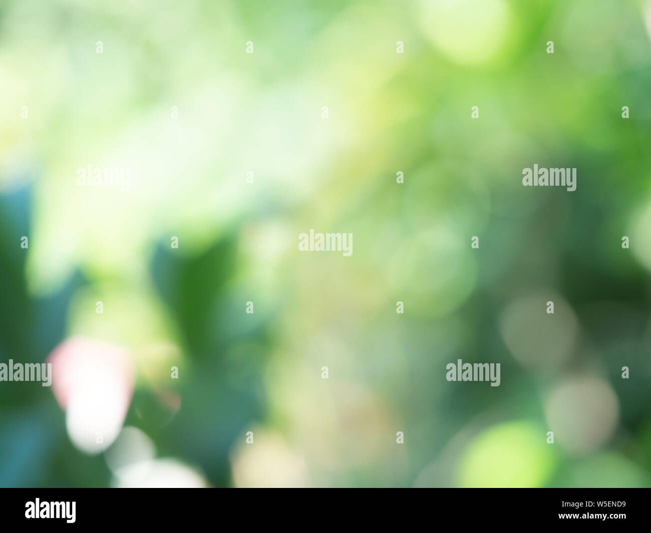 Defokussiert, abstrakt und verschwommenen Hintergrund. Grüne bokeh Stockfoto