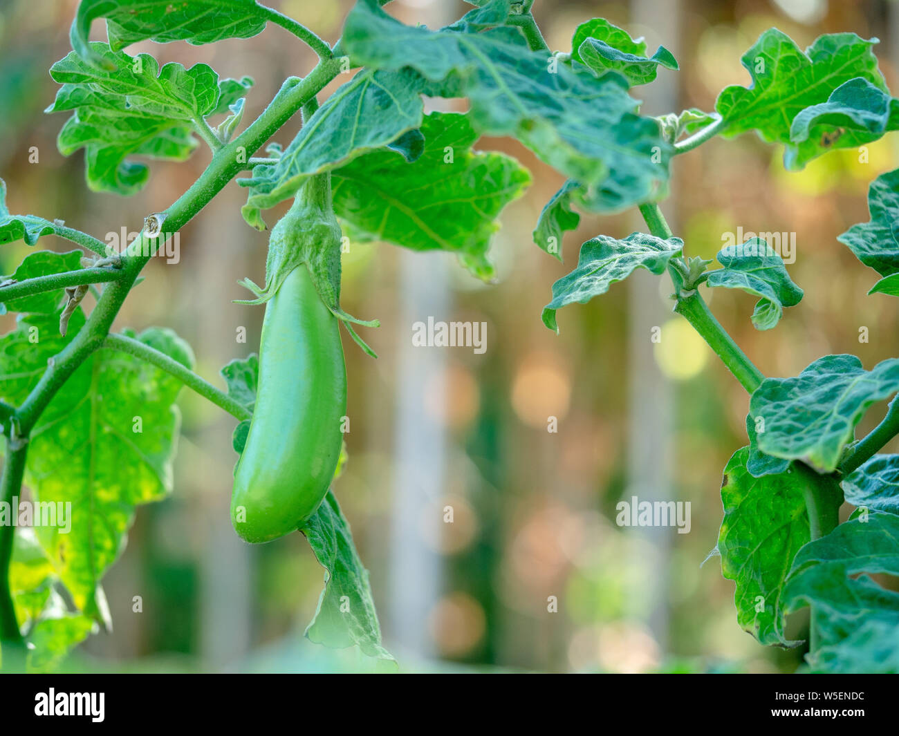 Lange grüne Thai (Thai Grün) Aubergine, hellgrün Früchte, urtica Stockfoto