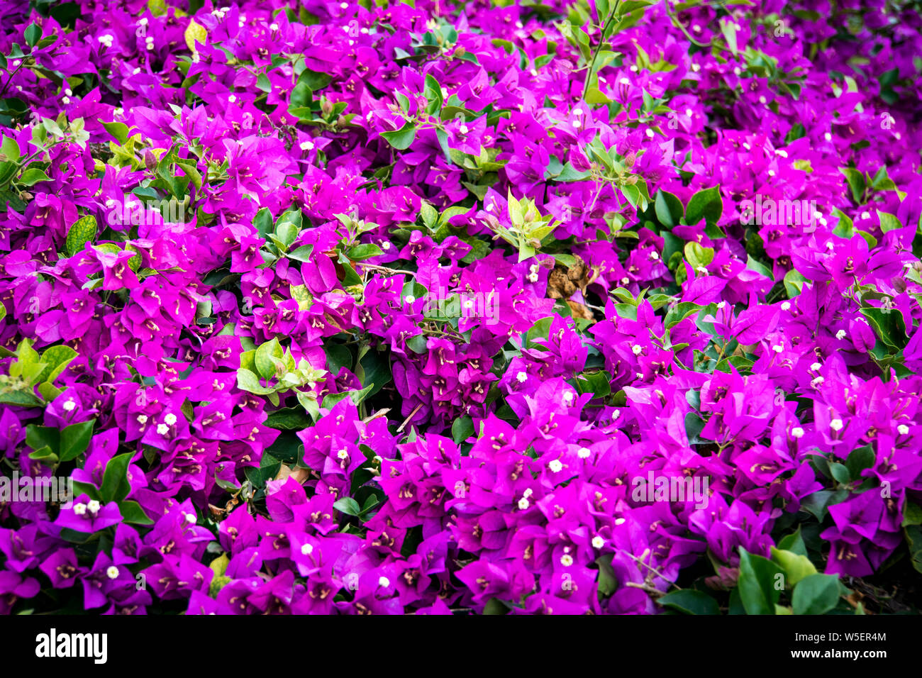 Geringe Tiefe von Blume, Foto, Blüten im Fokus, Violett und Lila Blumenbeet. Eine abstrakte blühenden Frühling und Sommer Hintergrund. In der Nähe von hellen Stockfoto
