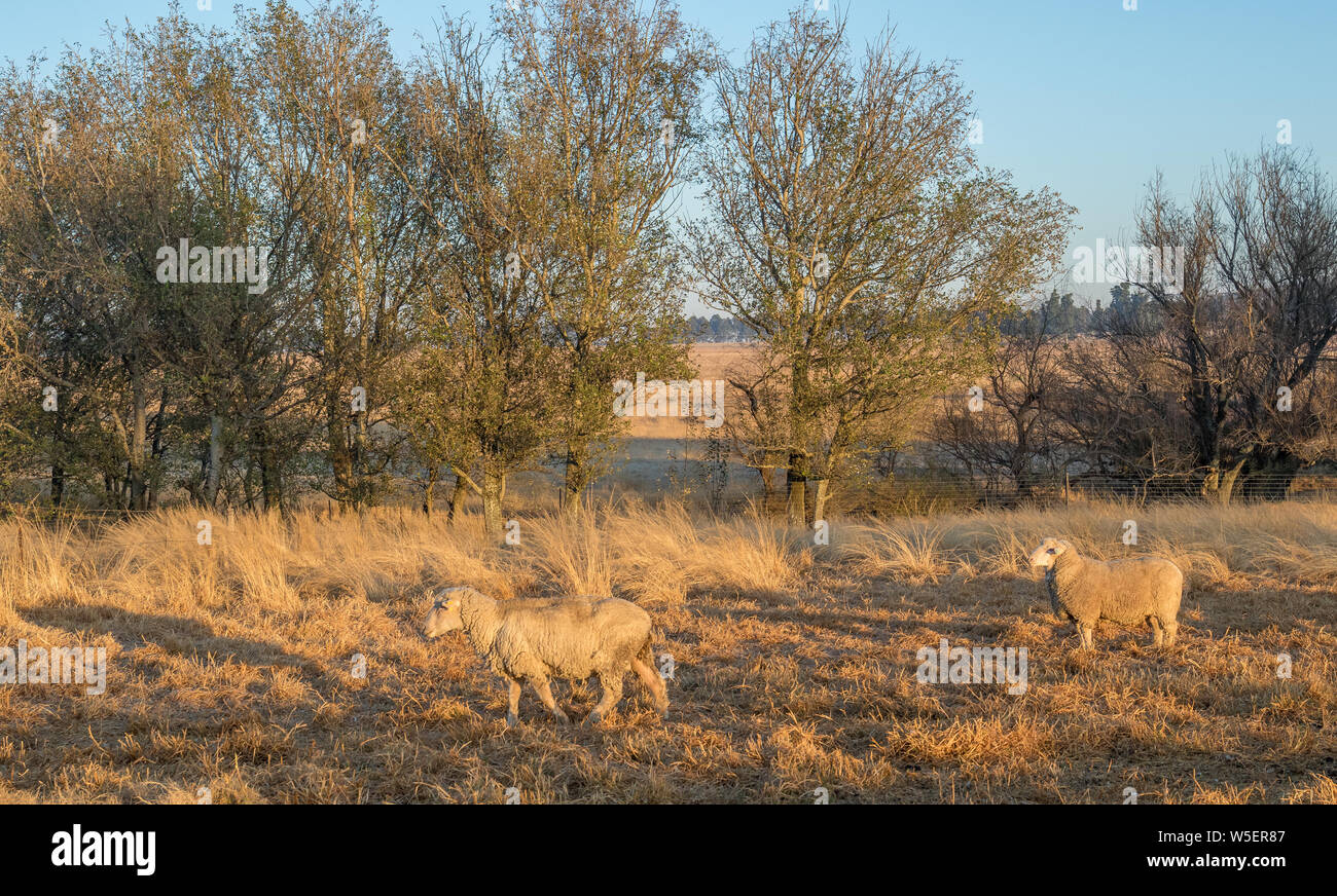 Winterlandschaft mit Schafen in der Provinz Kwazulu Natal in Südafrika Bild im Querformat. Stockfoto