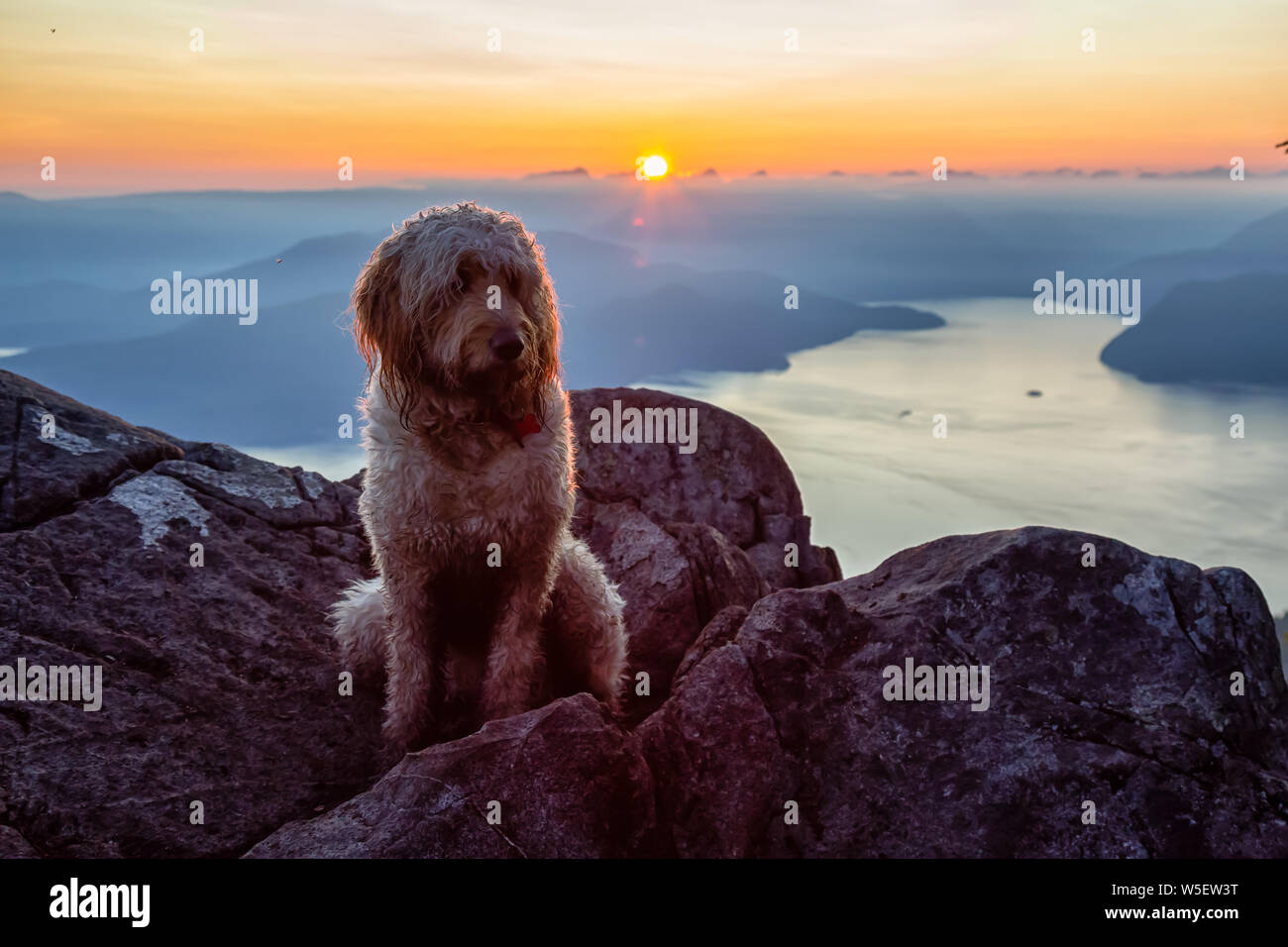 Nett und adorable Hund, Goldendoodle, ist auf einem Berg bei einem sonnigen Sommer Sonnenuntergang. Auf St Mark's Summit, West Vancouver, British Columbia genommen Stockfoto