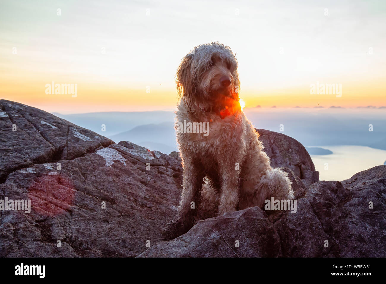Nett und adorable Hund, Goldendoodle, ist auf einem Berg bei einem sonnigen Sommer Sonnenuntergang. Auf St Mark's Summit, West Vancouver, British Columbia genommen Stockfoto