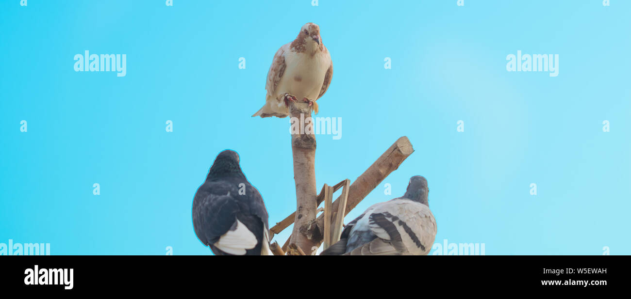 Nahaufnahme der drei Tauben sitzen auf einem hölzernen Stücke, blauer Himmel. Stockfoto