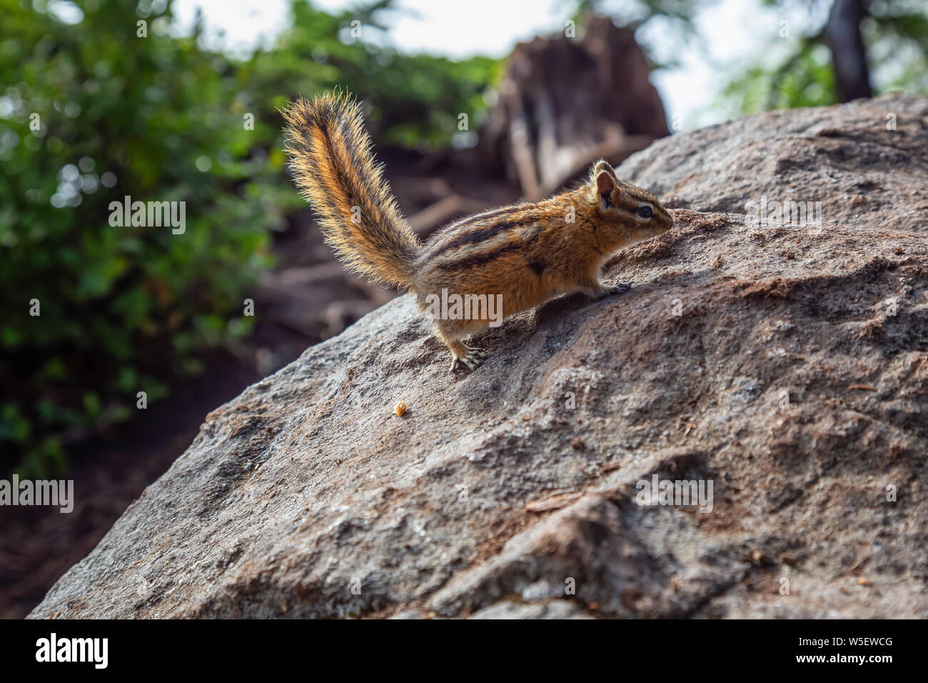 Süße kleine Eichhörnchen auf einem Felsen, der an einem sonnigen Sommertag. In Cypress Provincial Park, West Vancouver, British Columbia, Kanada. Stockfoto