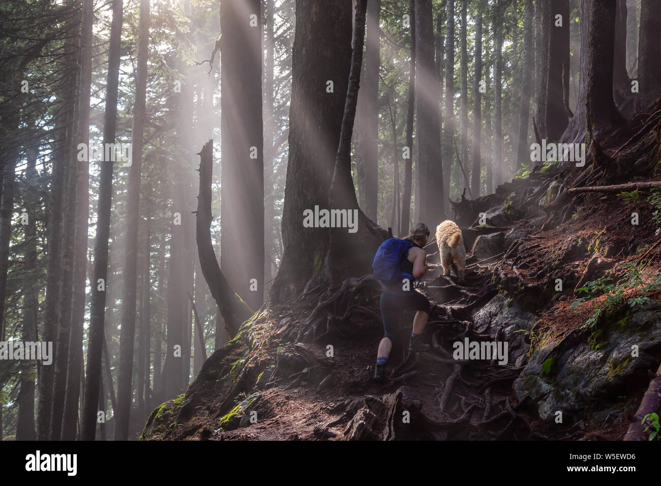 Abenteuerliche Mädchen Wandern mit Hund auf einem Trail im Wald bei einem Neblig und sonnigen Tag. In Cypress Provincial Park, Vancouver, British Columbia genommen Stockfoto