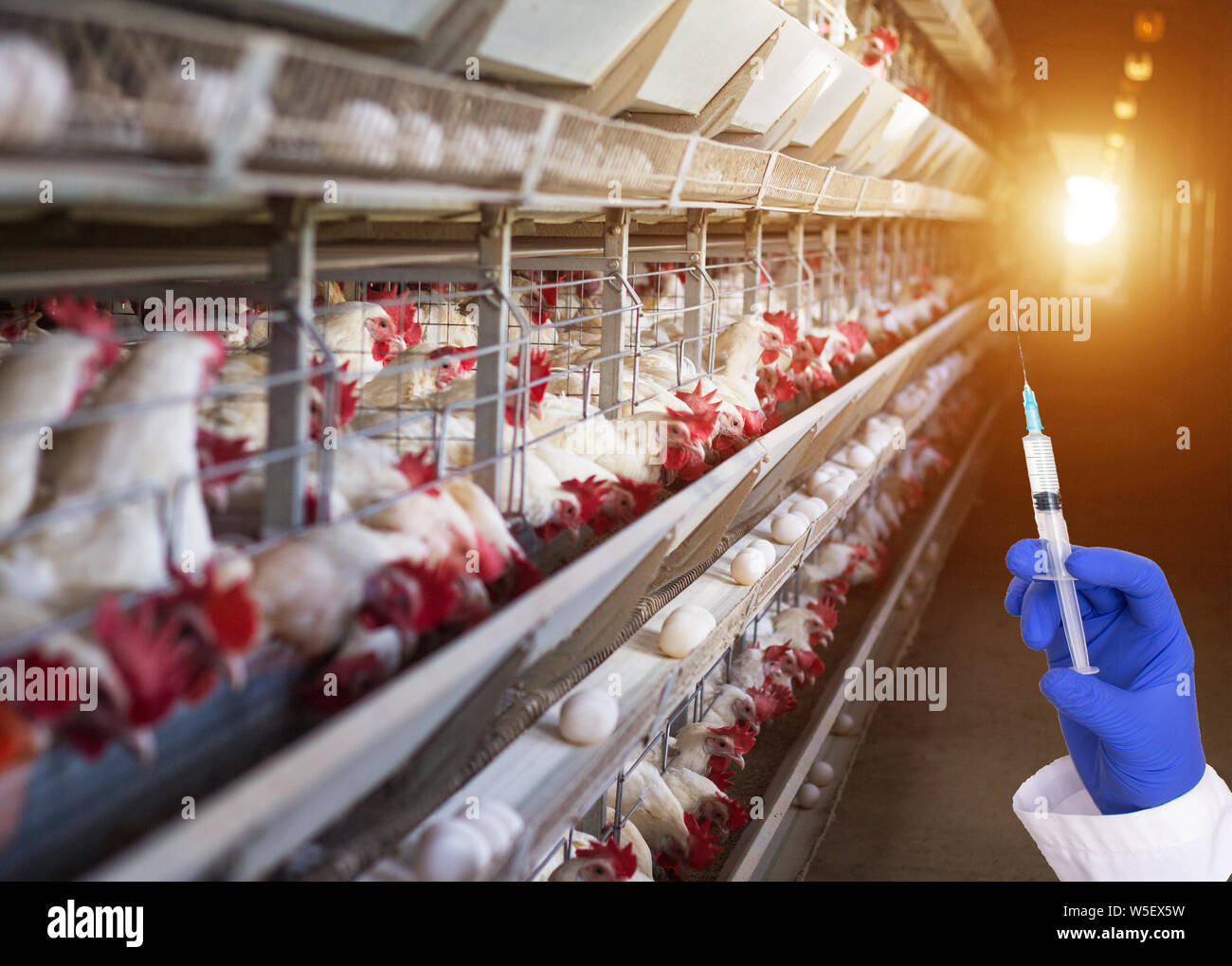 Arzt eine Spritze vor dem Hintergrund der Geflügelfarm Konzept von Antibiotika und Hormonen im Huhn Eier und Geflügelfleisch, Krankheit Stockfoto