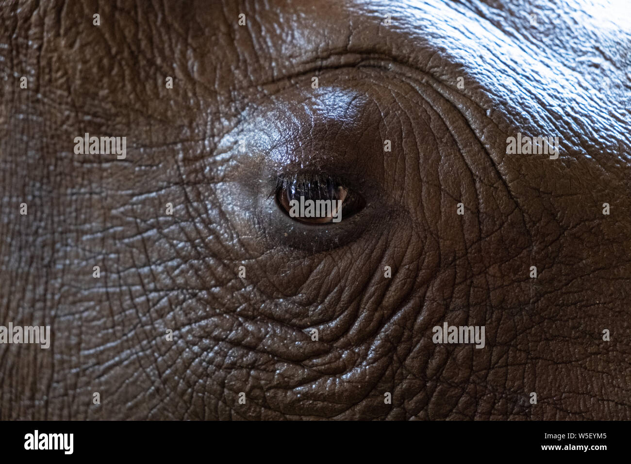 Auge Rhino. Textur. Konzept der Tiere im Zoo Stockfoto