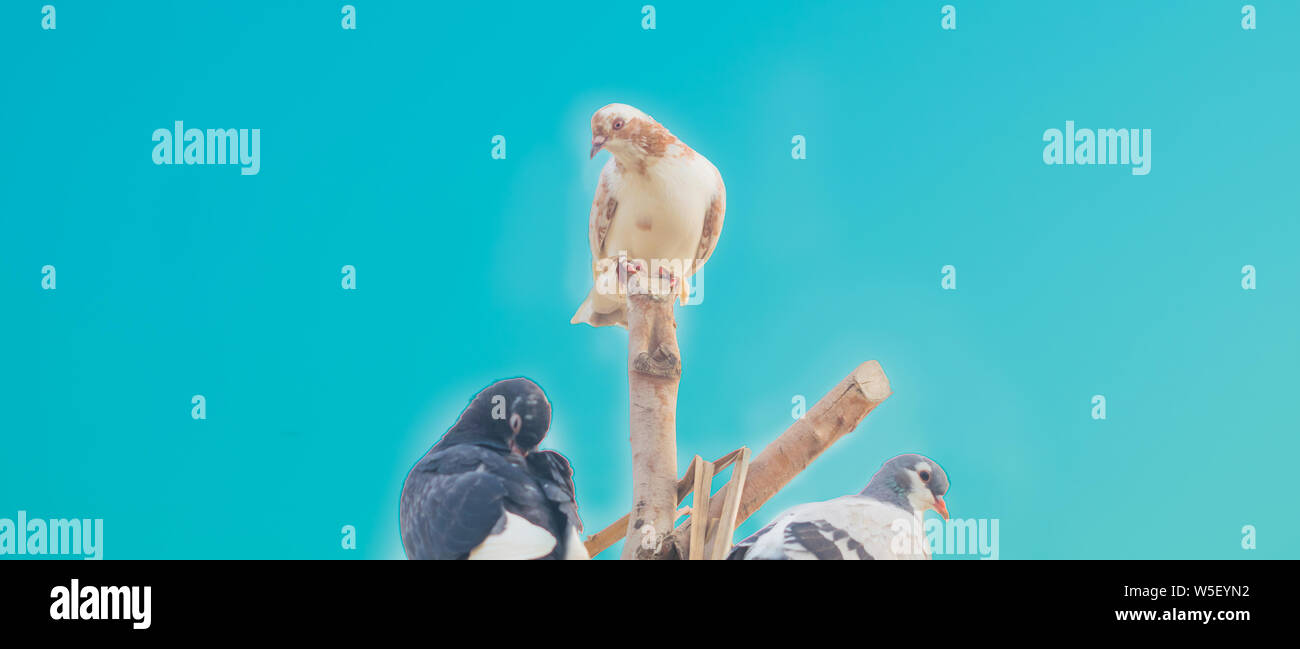 Nahaufnahme der drei Tauben sitzen auf einem hölzernen Stücke, blauer Himmel. Stockfoto