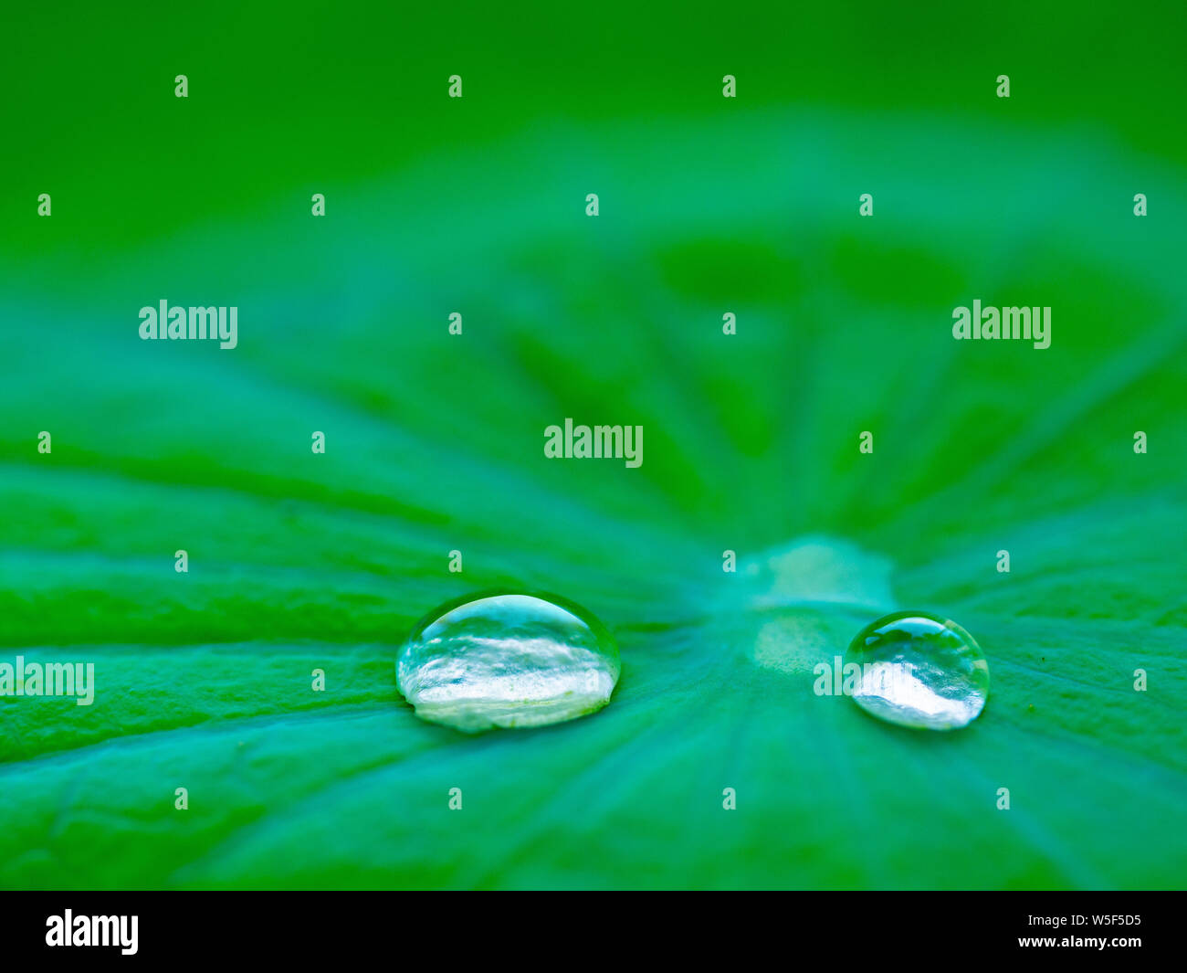Tropfen Wasser auf dem Lotus Blatt, Frische, Helle natürliche Hintergrund Stockfoto