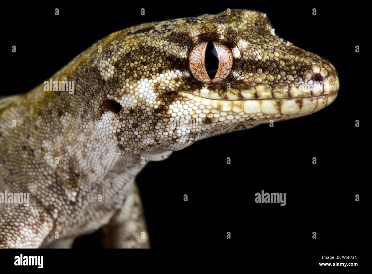 Wald Gecko (Mokopirirakau granulatus) Stockfoto