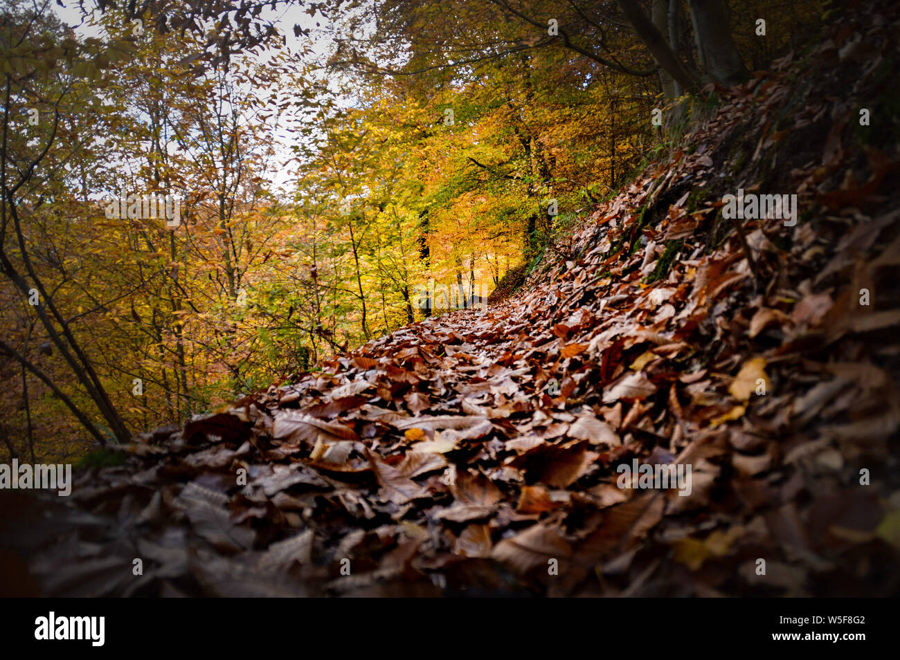 Wechsel in den Herbstfarben im Wald Bäume in bernkastel-kues, Deutschland bedeutet diedie Konzept von Wandel und Kontinuität des Lebens Stockfoto