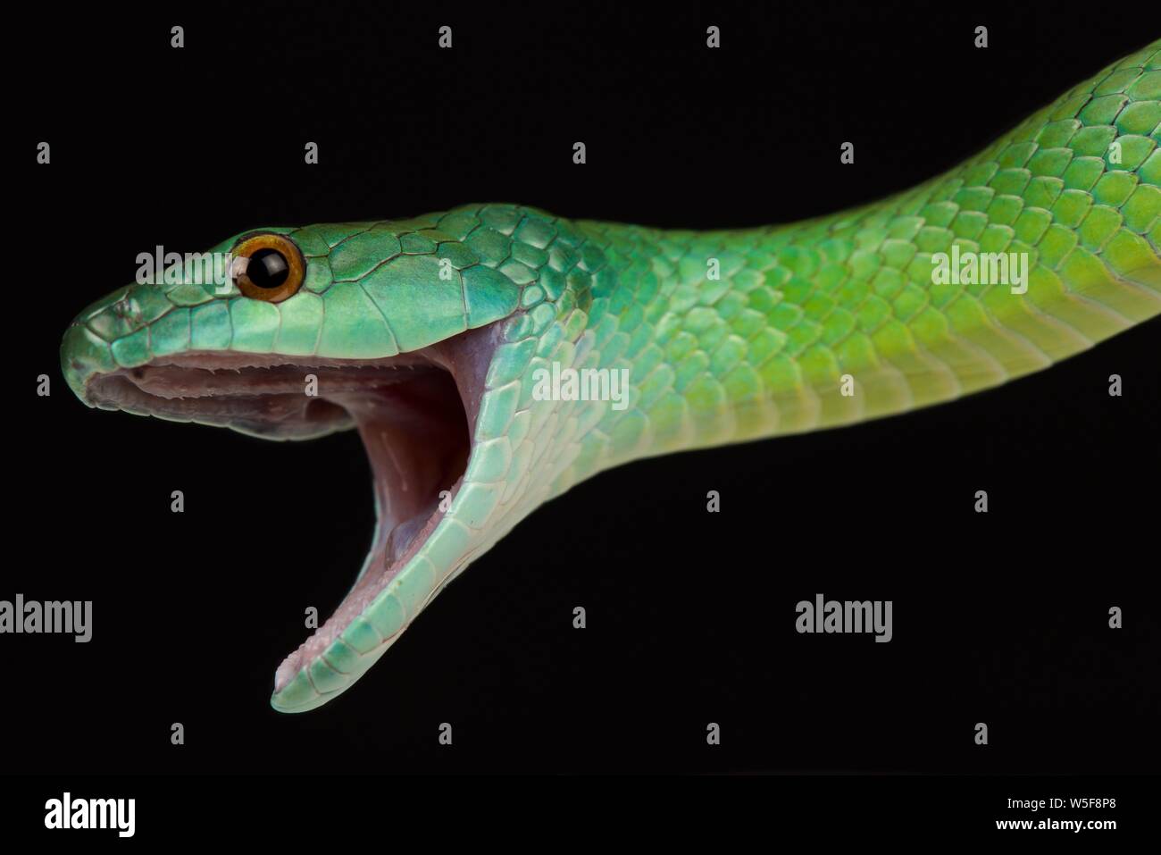 Gemeinsame green Racer (Philodryas Viridissima) Stockfoto