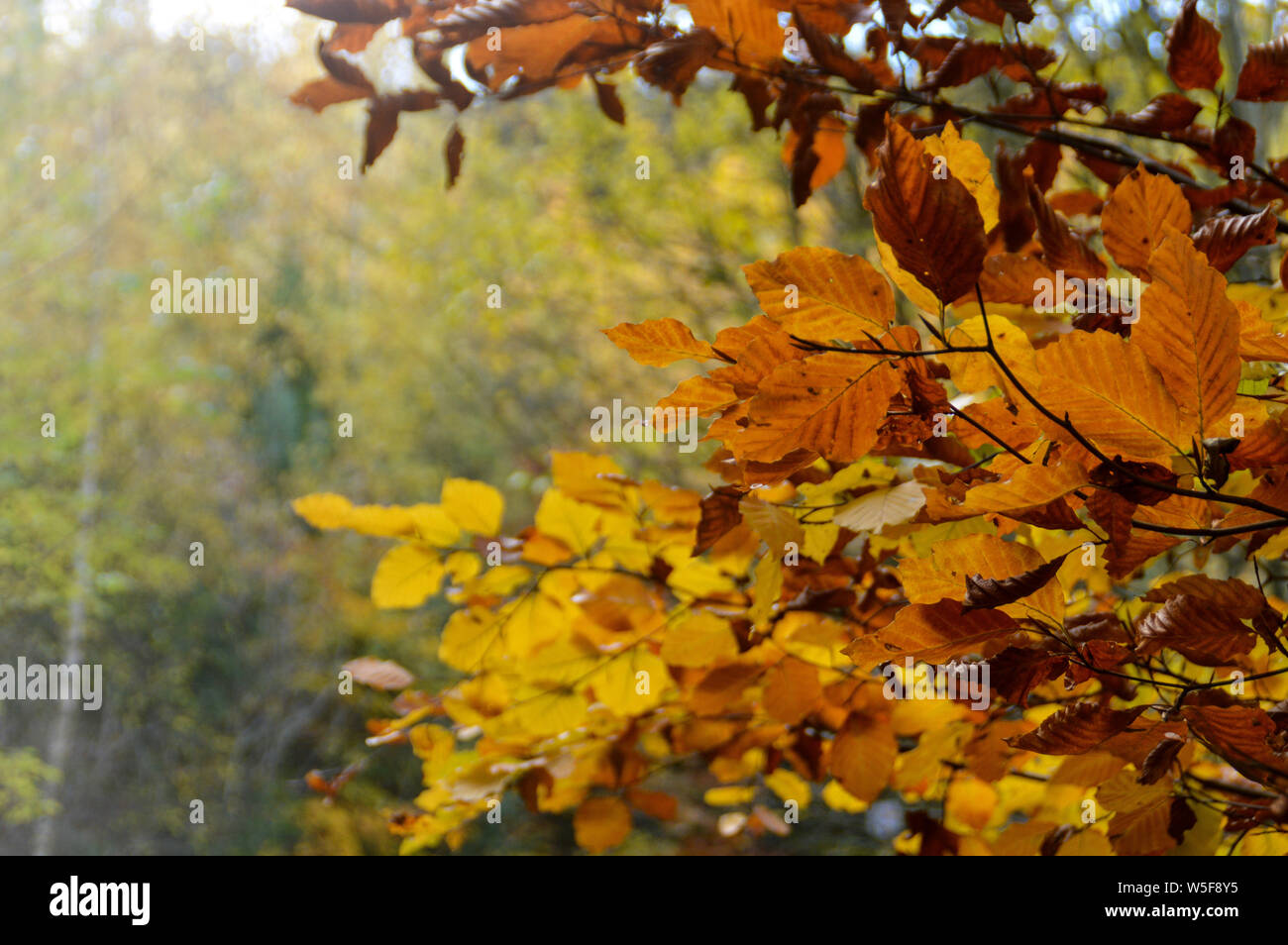 Wechsel in den Herbstfarben im Wald Bäume in bernkastel-kues, Deutschland bedeutet diedie Konzept von Wandel und Kontinuität des Lebens Stockfoto