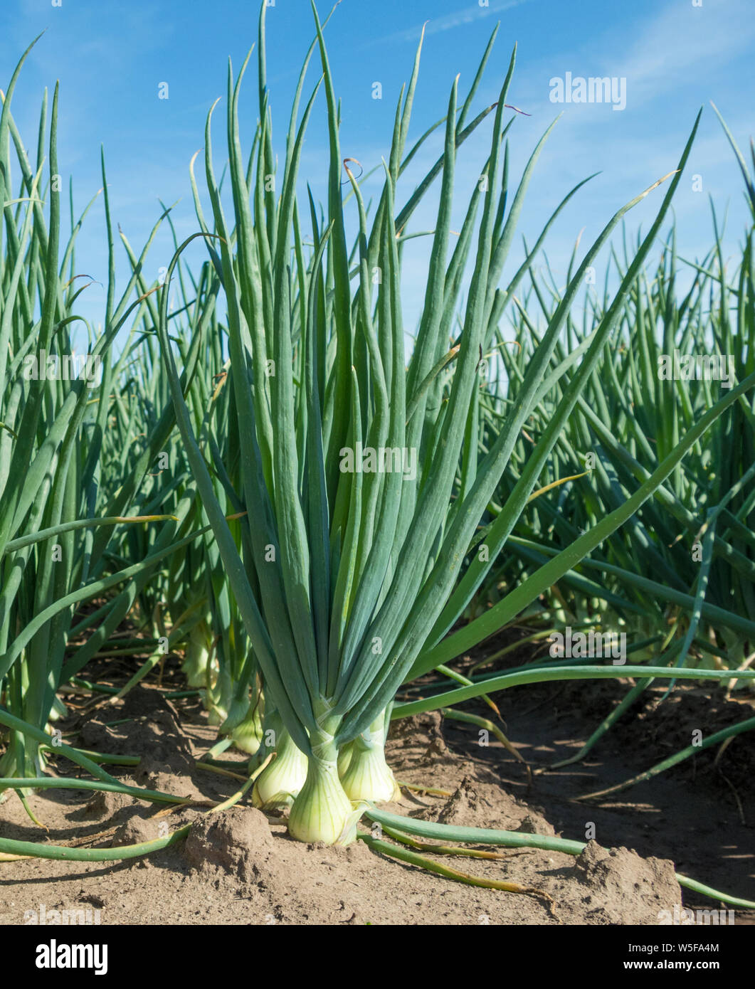 Niederlande, Limburg, Wissenschaft; Biologie, farmfield mit wachsenden Zwiebeln. Stockfoto