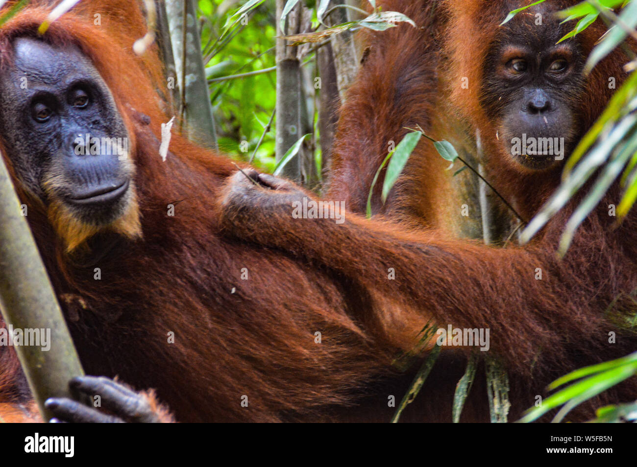 Wild North Sumatra Orang-Utans entdeckt während einer Dschungel Trekking im Gunung Leuser Nationalpark in Bukit Lawang Nord Sumatra, Indonesien Stockfoto