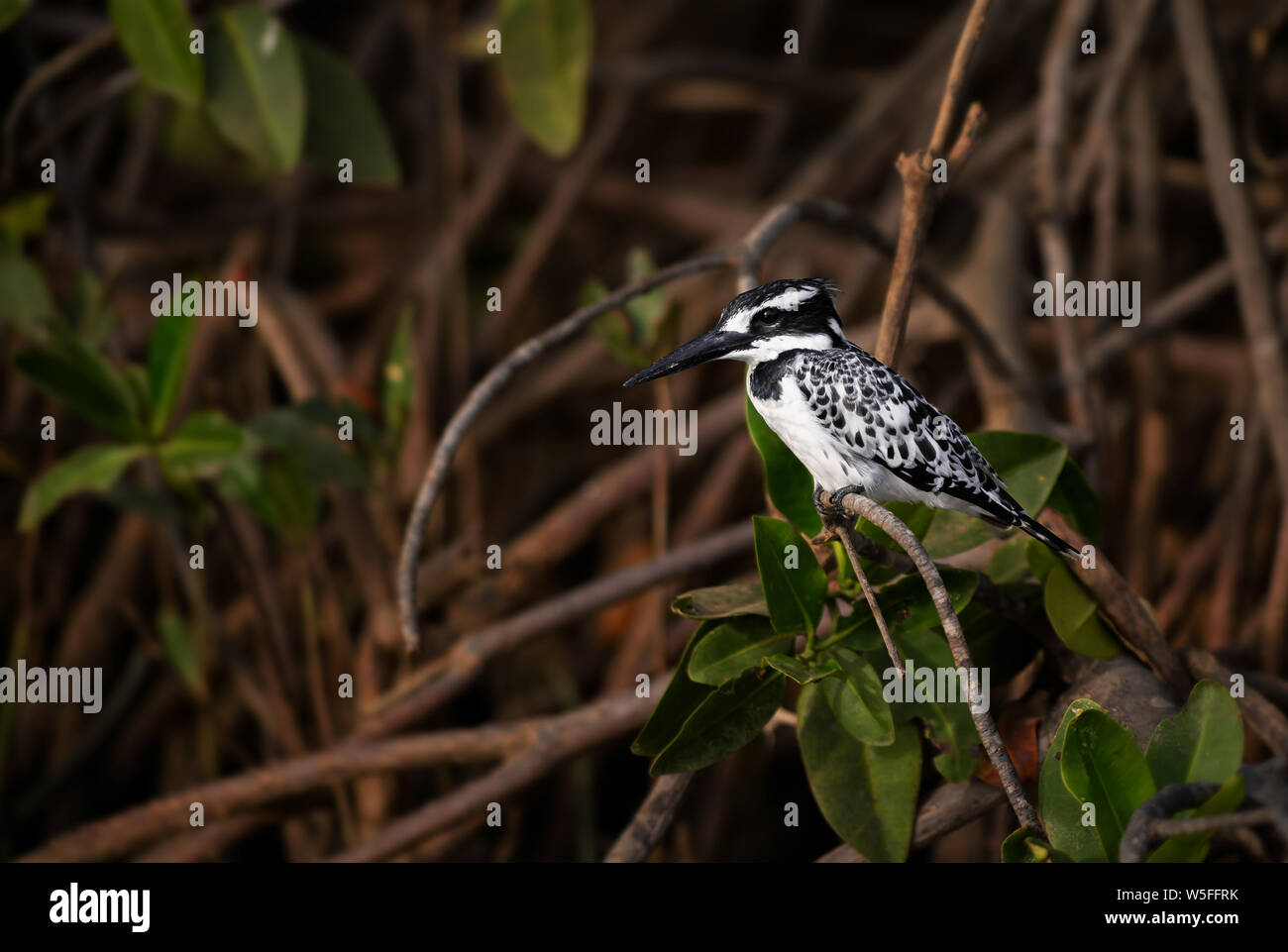 Pied Kingfisher - Ceryle rudis, schöne große Eisvogel aus afrikanischen Mangroven und Flüssen, La Somone, Senegal. Stockfoto