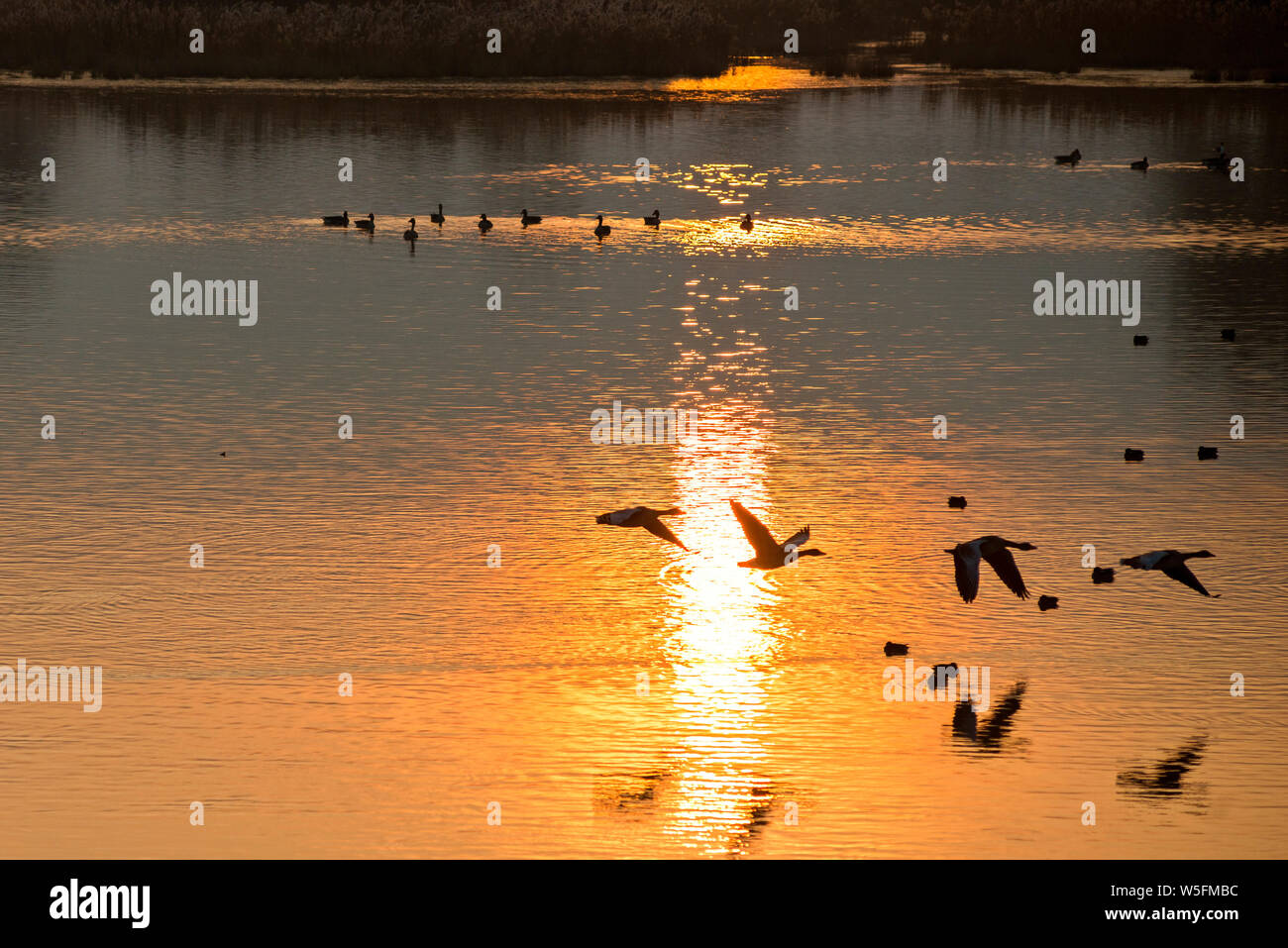 Italien, Friaul, Isonzo Estuary Regional Park, Isola della Cona Vogelschutzgebiet, Graugans (Anser anser) und Eurasischen Teal oder Common teal (Anas crecca) Stockfoto