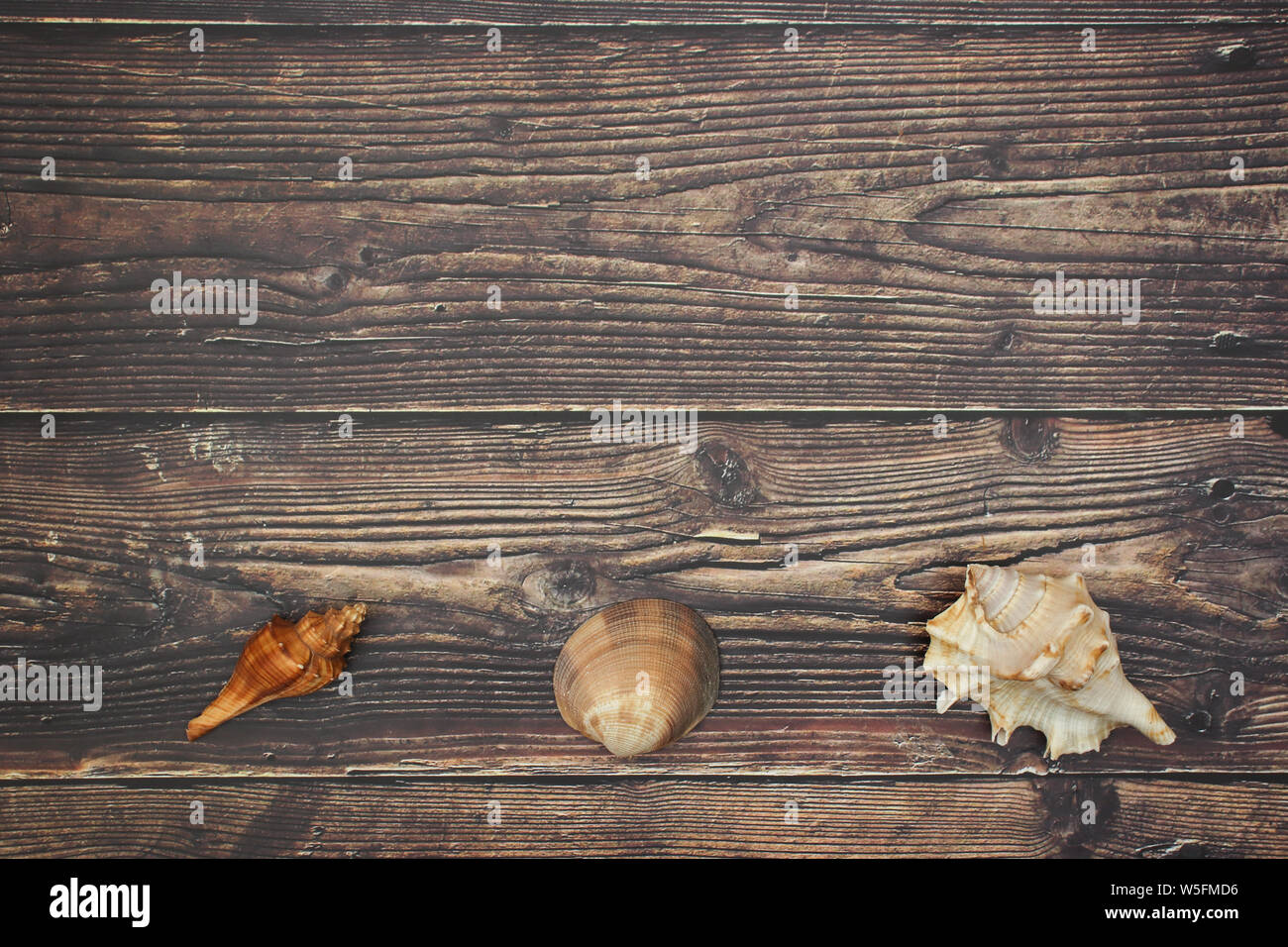 Muscheln auf dem hölzernen Hintergrund Stockfoto