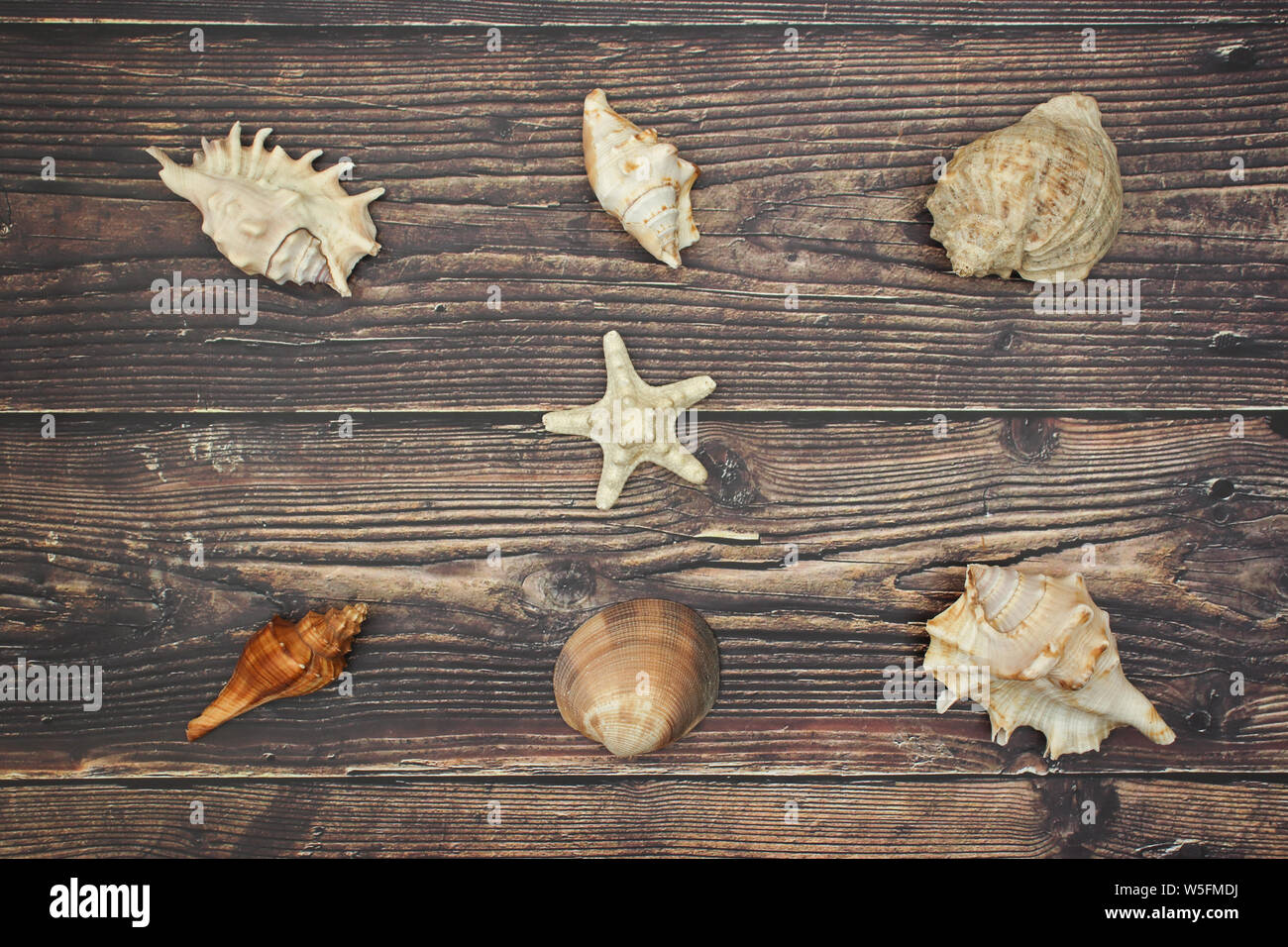 Muscheln auf dem hölzernen Hintergrund Stockfoto