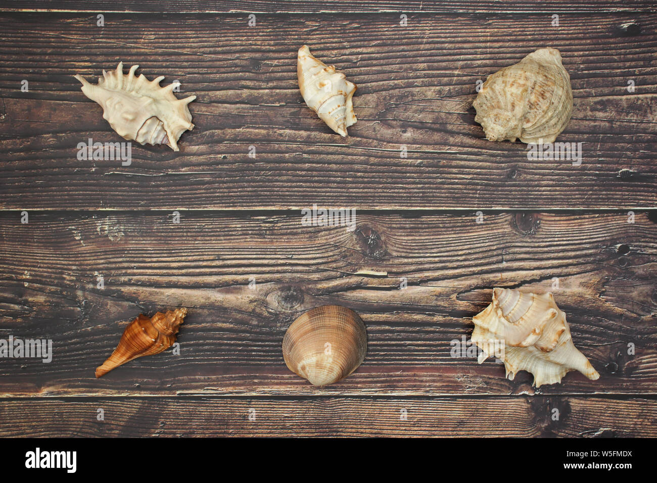 Muscheln auf dem hölzernen Hintergrund Stockfoto