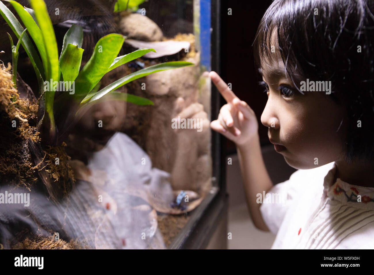 Asiatische kleinen chinesischen Mädchen beobachten Insekten im Zoo Stockfoto