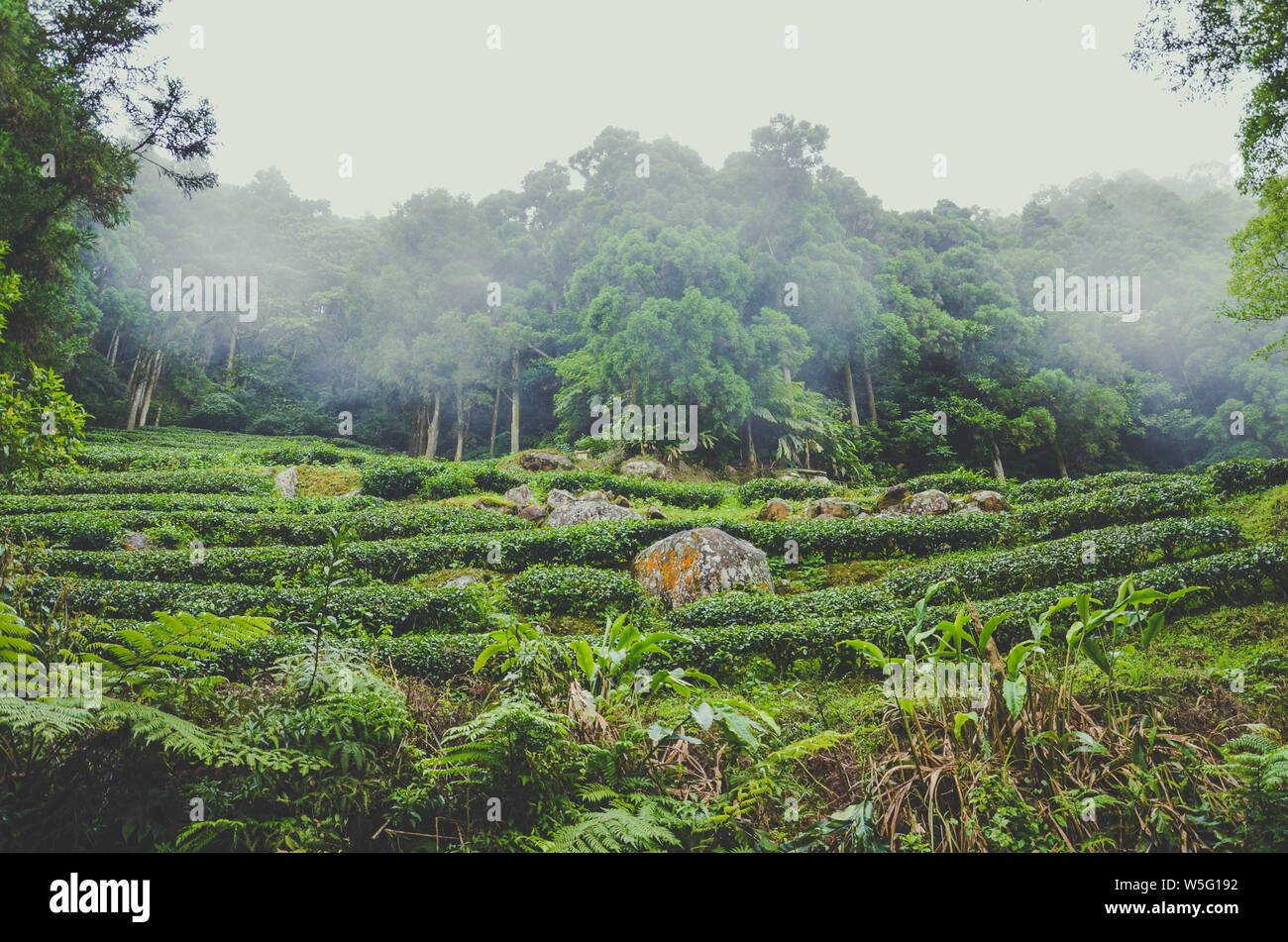 Moody Landschaft mit terrassenförmig angelegten Teeplantagen von tropischem Wald umgeben. In Taiwan, Asien fotografiert. Neblige Landschaften. Nebel, Nebel. Hipster, Vintage Retro Style. Stockfoto