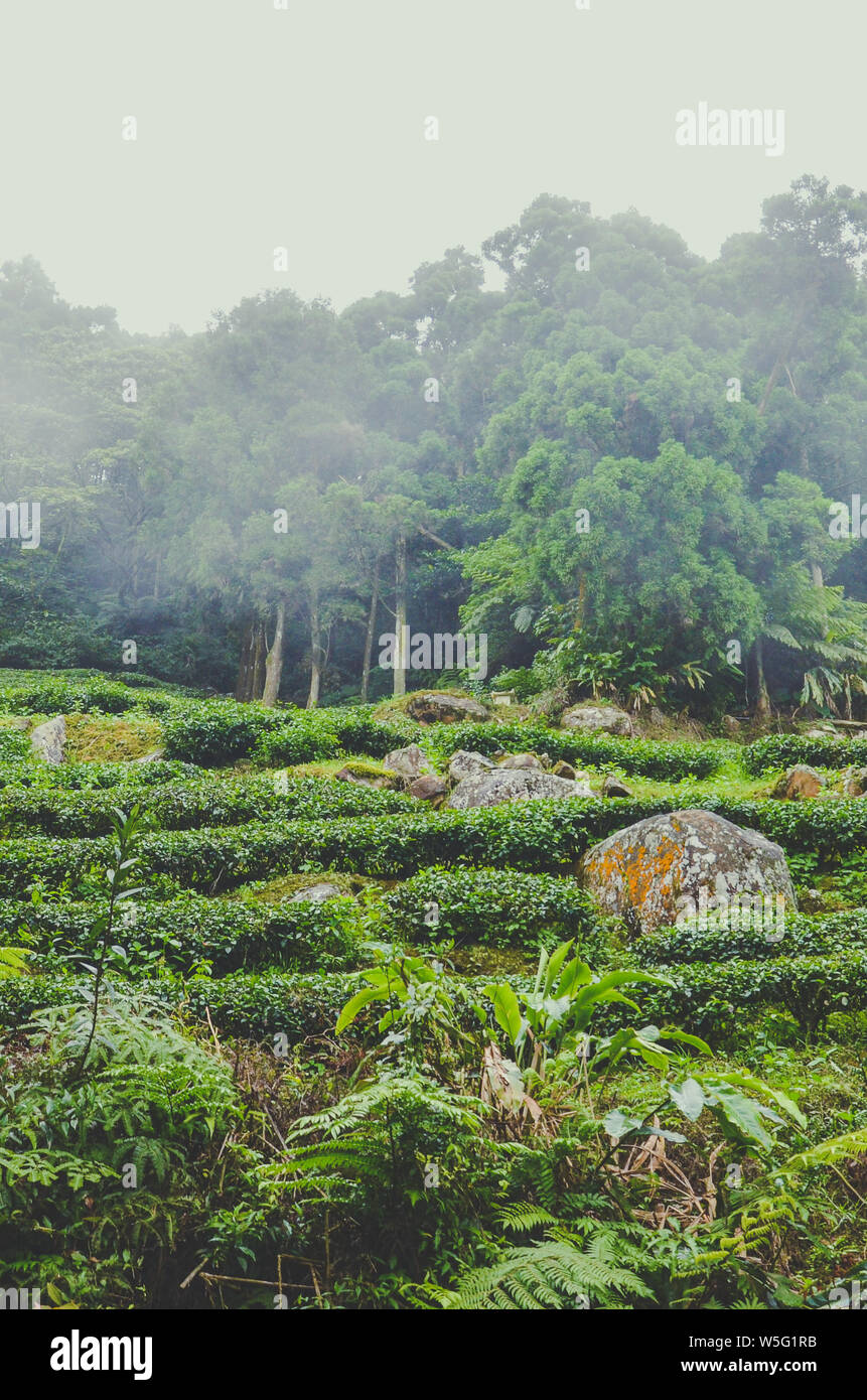 Vertikale Foto der schönen Moody Landschaft mit terrassenförmig angelegten Teeplantagen auf Hügel und tropischen Wald im Hintergrund. Schuß in Taiwan, Asien. Neblige Landschaften. Nebel, Misty. Vintage Retro, hipster Style. Stockfoto