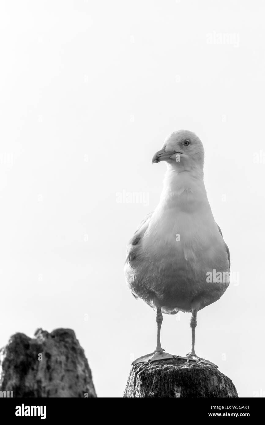 Gull gemeinsamen beobachten Stockfoto