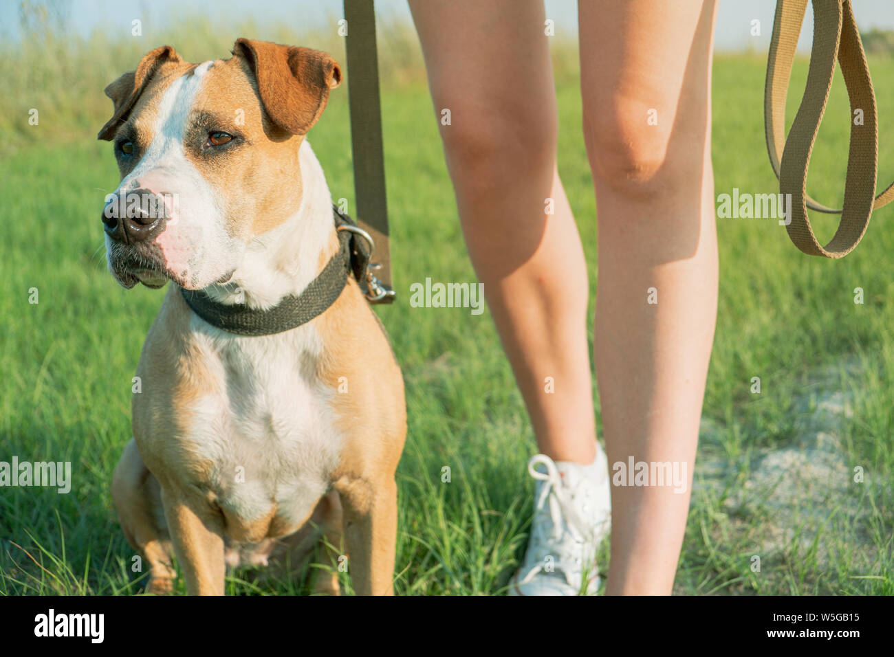 Gehorsamen Hund sitzt durch den Eigentümer an. Staffordshire Terrier und eine weibliche Person in einem Feld oder Park Stockfoto