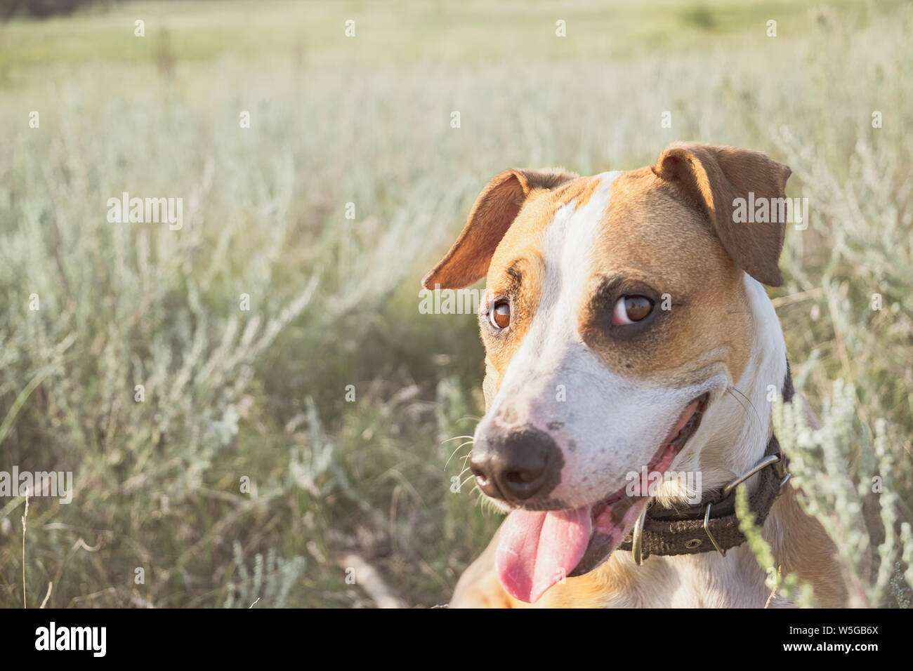 Lustig Hund Gesicht, selfie Stil portrait. Staffordshire Terrier am Abend Stunden sitzt auf grünem Gras Stockfoto