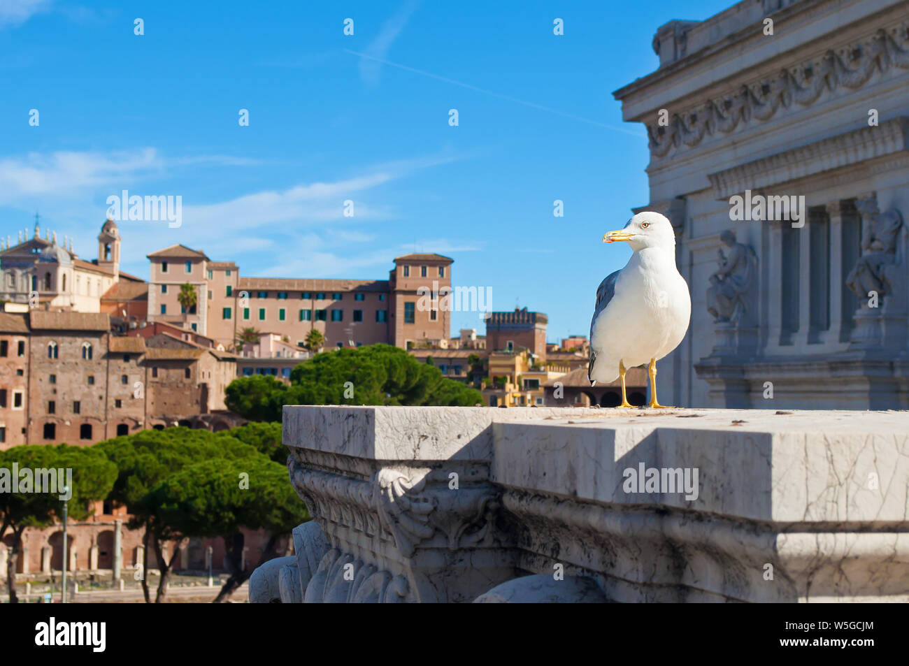 Eine Möwe auf Altare della Patria gegen Mercati di Traiano. Die Altstadt von Rom, Italien. Wolkenlos Herbsttag Stockfoto