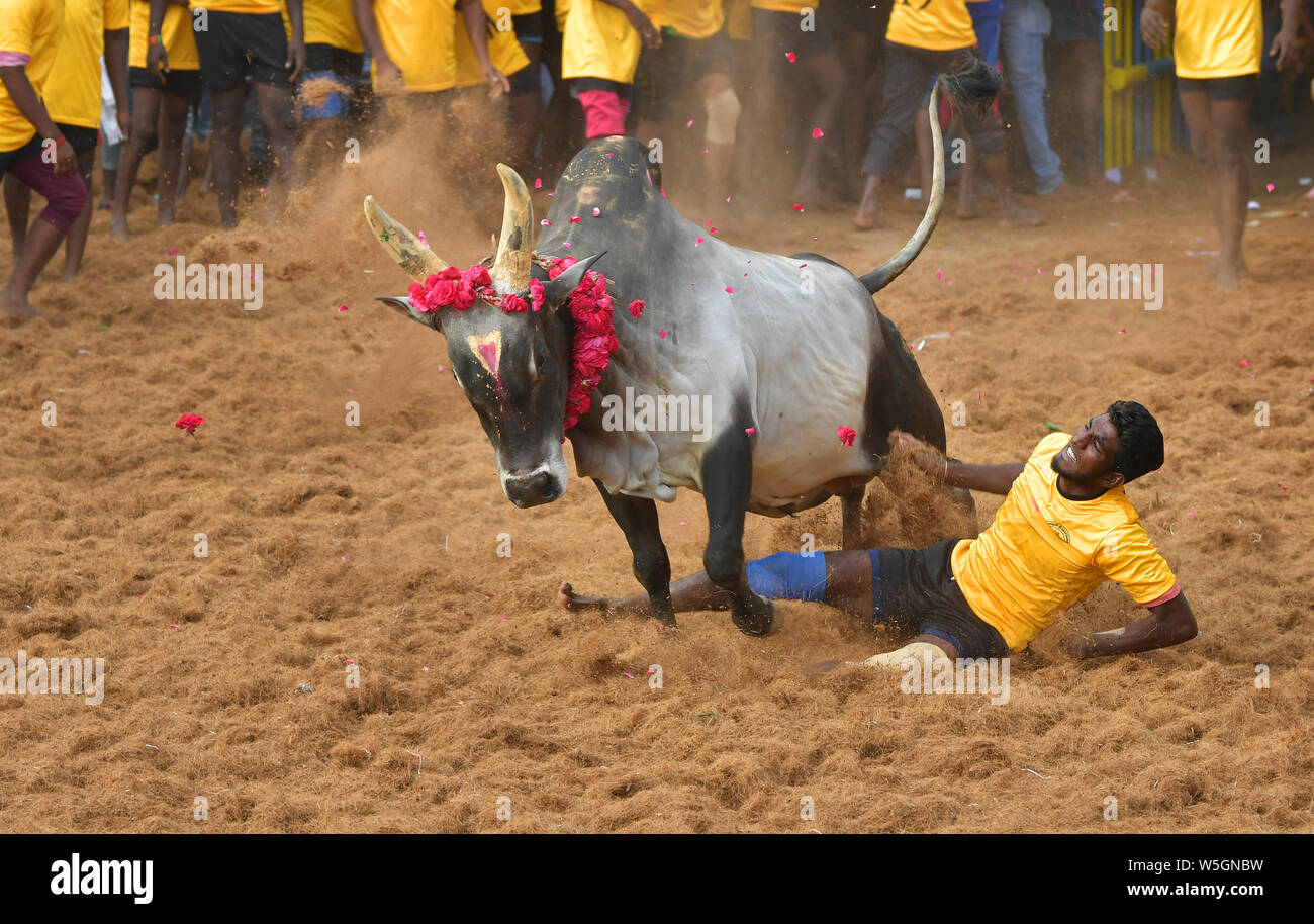 Jallikattu oder Zähmung der Stier ist eine der ältesten lebenden alten Sport, Es ist in den Dörfern von Tamil Nadu als Teil der Dorffest statt. Stockfoto