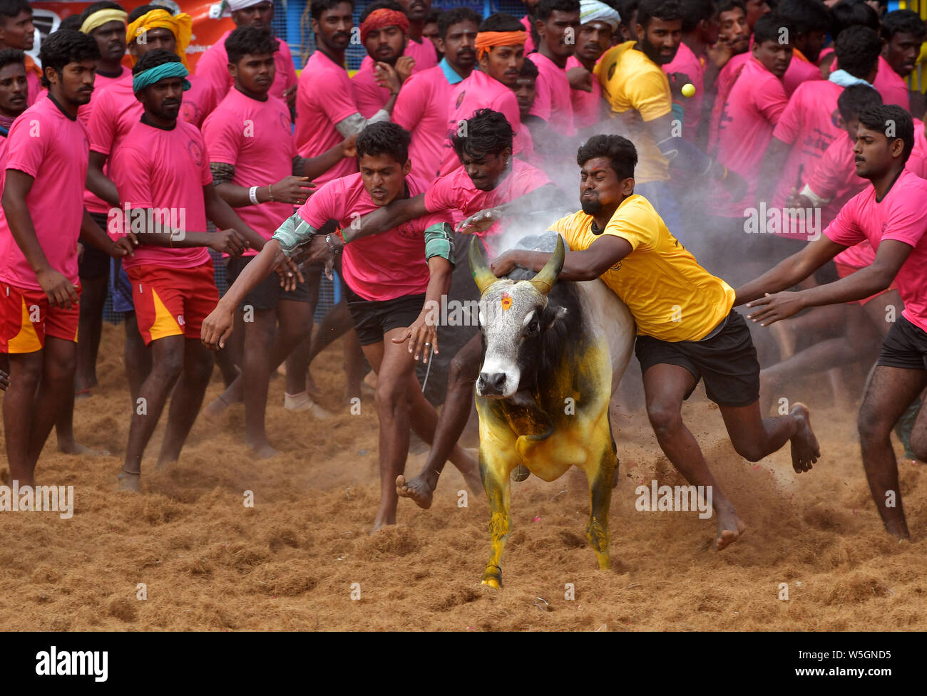 Jallikattu oder Zähmung der Stier ist eine der ältesten lebenden alten Sport, Es ist in den Dörfern von Tamil Nadu als Teil der Dorffest statt. Stockfoto