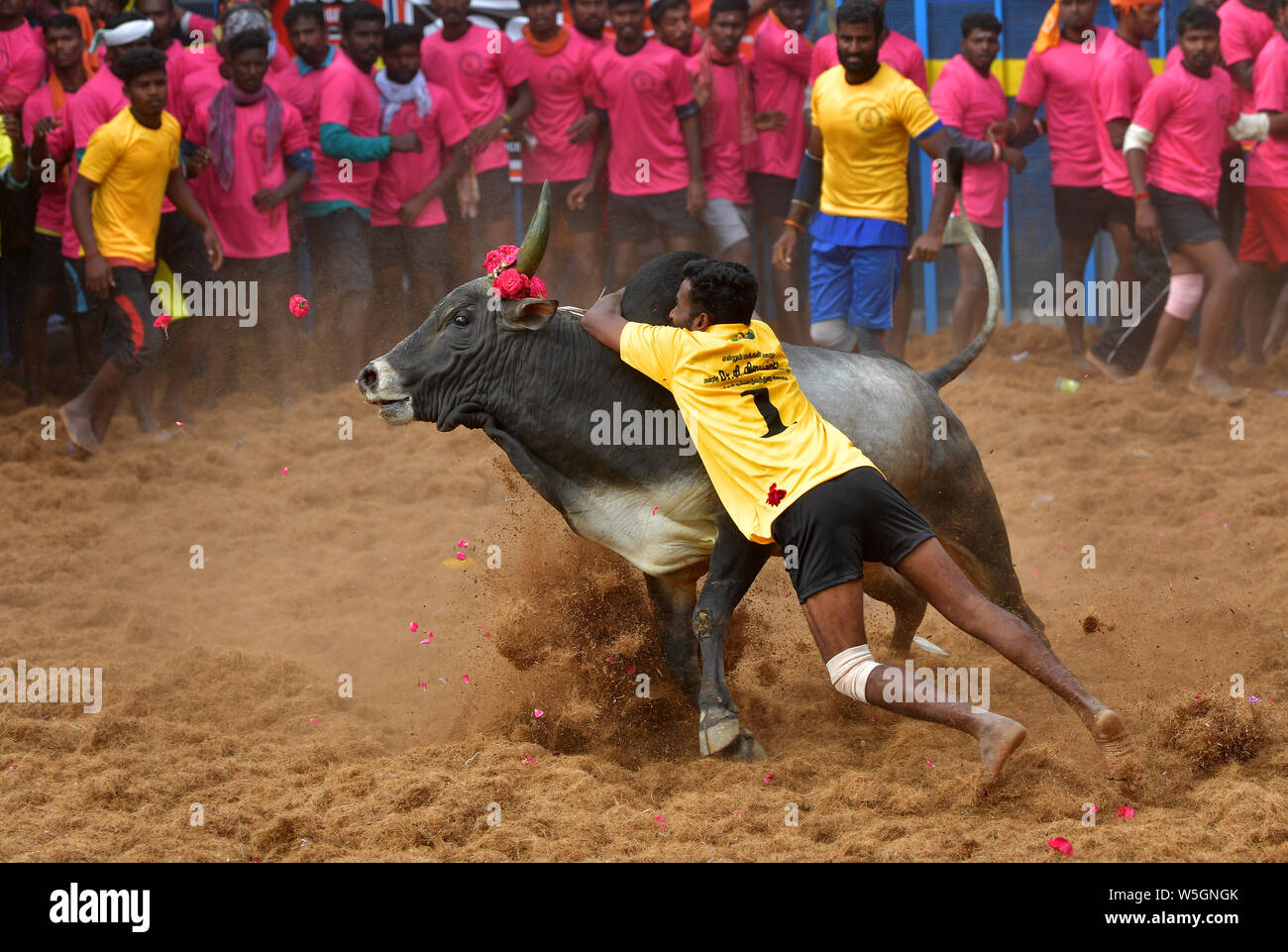 Jallikattu oder Zähmung der Stier ist eine der ältesten lebenden alten Sport, Es ist in den Dörfern von Tamil Nadu als Teil der Dorffest statt. Stockfoto