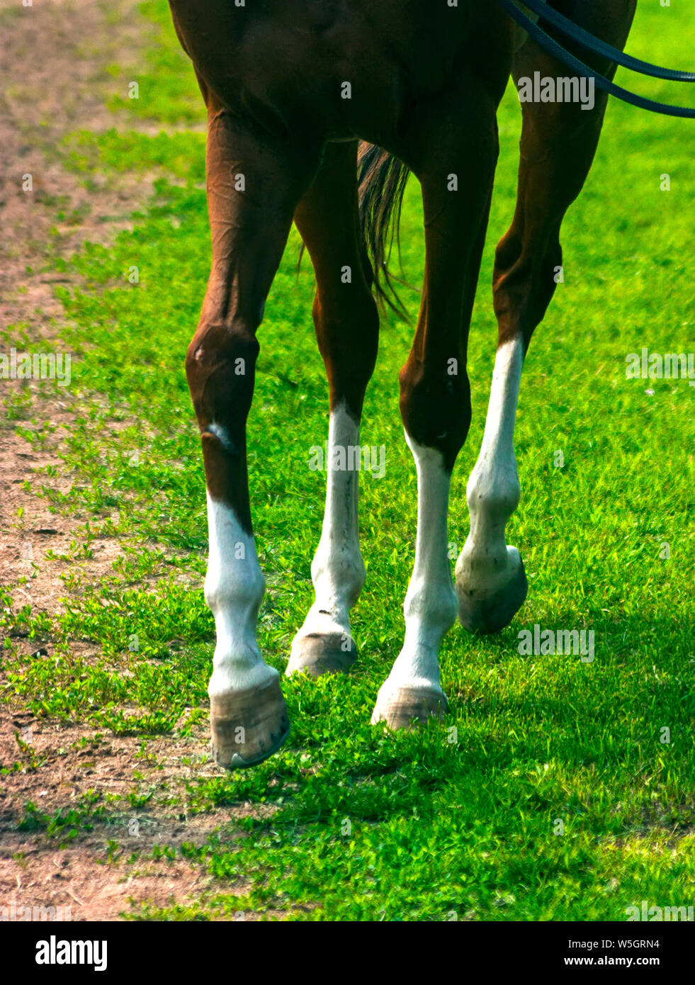 Pferd Füße schließen bis auf grünem Gras Stockfoto
