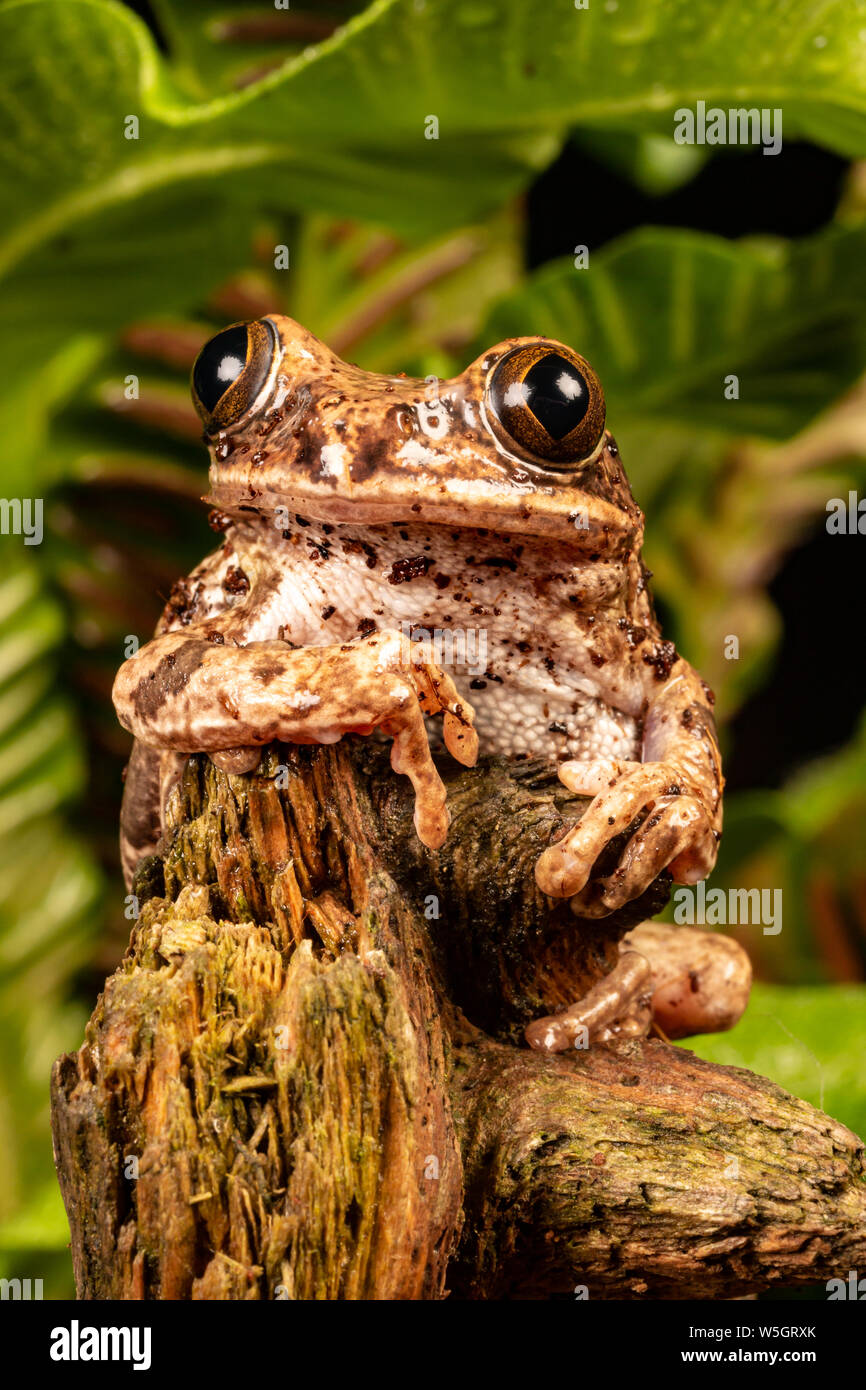 Peacock Laubfrosch (Leptopelis vermiculatus) Stockfoto