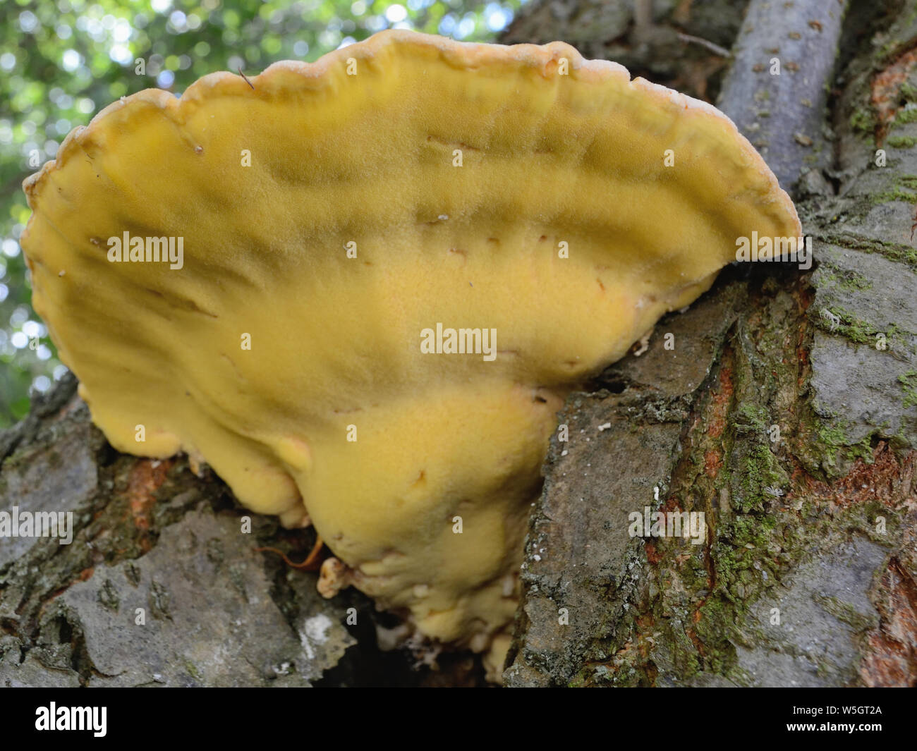 Big Pilzzucht von Baum Loch, Huhn auf den Wald, Laetiporus sulfureus Stockfoto