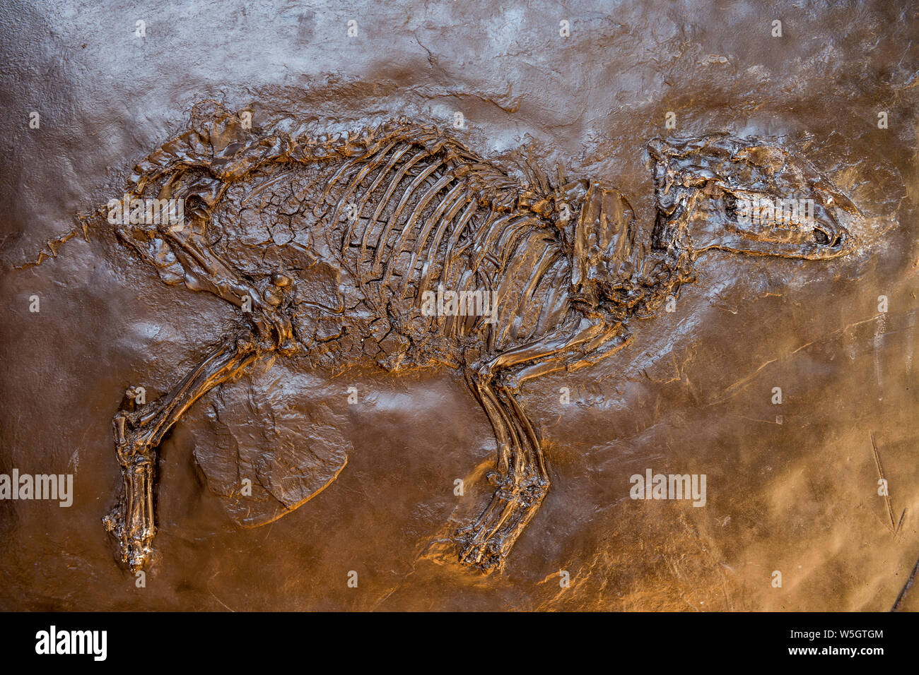 Gut erhaltenen Fossilien der Grube Messel, Weltkulturerbe der UNESCO, Hessen, Deutschland, Europa Stockfoto