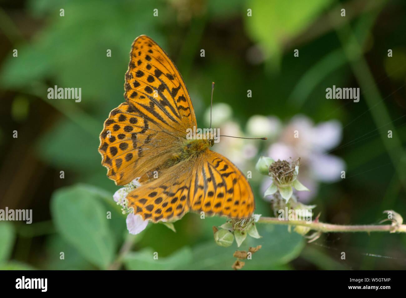 Silber - gewaschen fritillary, Schmetterling, Ceriagrion tenellum, Fütterung auf Dornbusch, Rubus fruticosus, Blackberry, Sussex, UK, Juli Stockfoto