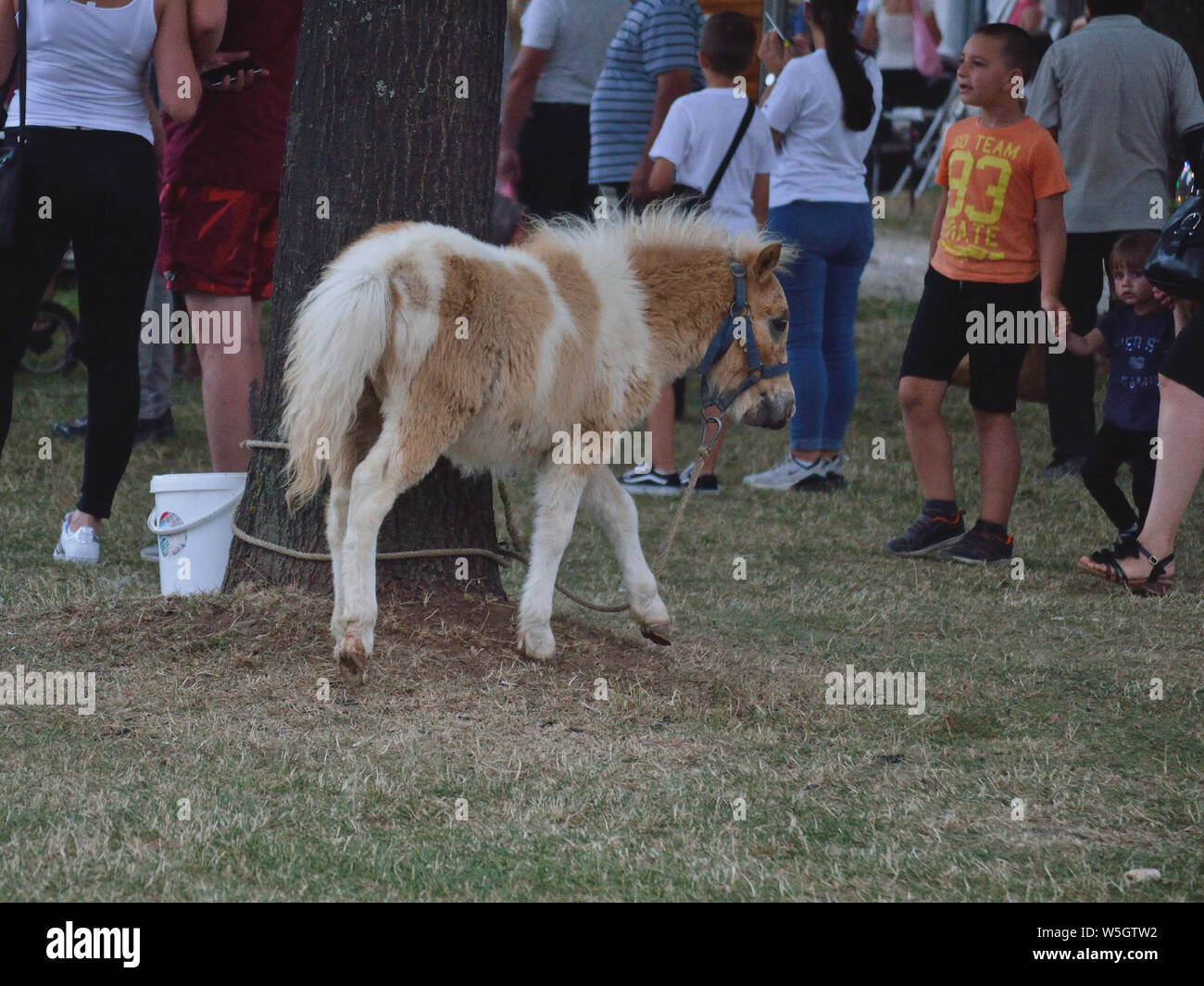 Pony zu einem Baum auf einem Pony reiten auf der Messe gebunden. Svilajnac, Serbien, Europa Stockfoto