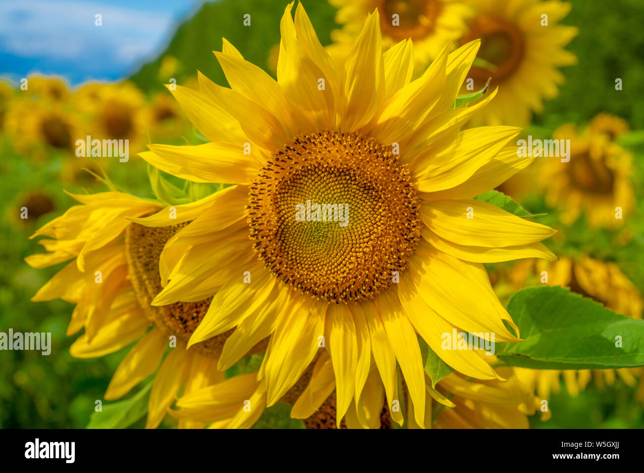 In der Nähe von Sunflower mit blauem Himmel Hintergrund. Sonnenblumen Feld über bewölkt blauer Himmel und strahlende Sonne leuchtet Stockfoto