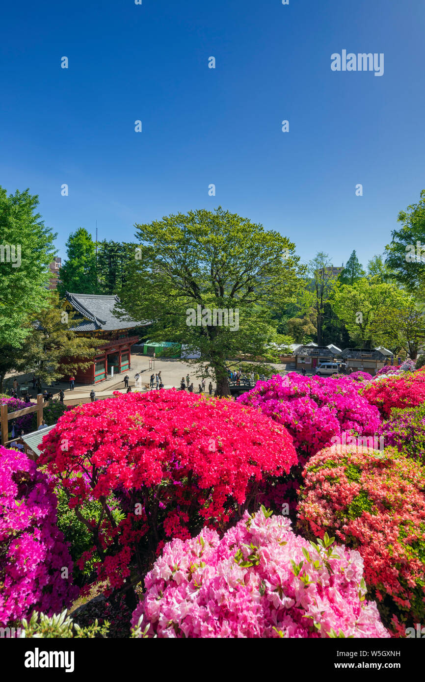 Azaleen (Rhododendron) (Ericaceae Familie), Nezu Schrein, Tokio, Japan, Asien Stockfoto