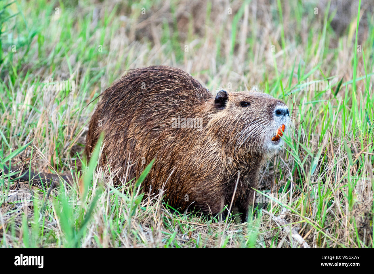 Nutrias (Nutria (Myocastor nutria), Grosseto, Toskana, Italien, Europa Stockfoto